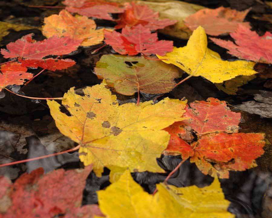 Autumn Leaves floating atop water