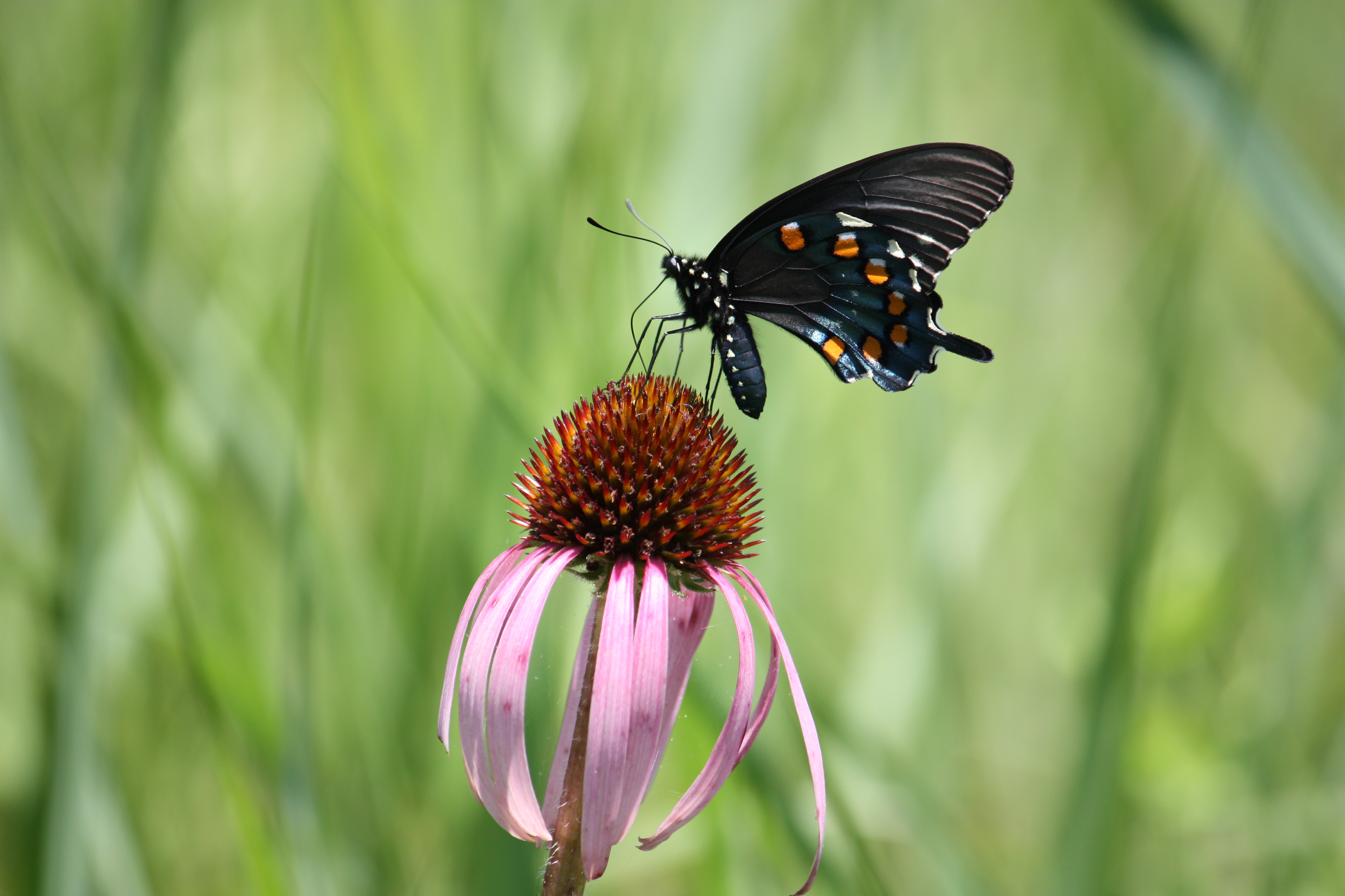 A butterfly drinking nectar from a pink flower