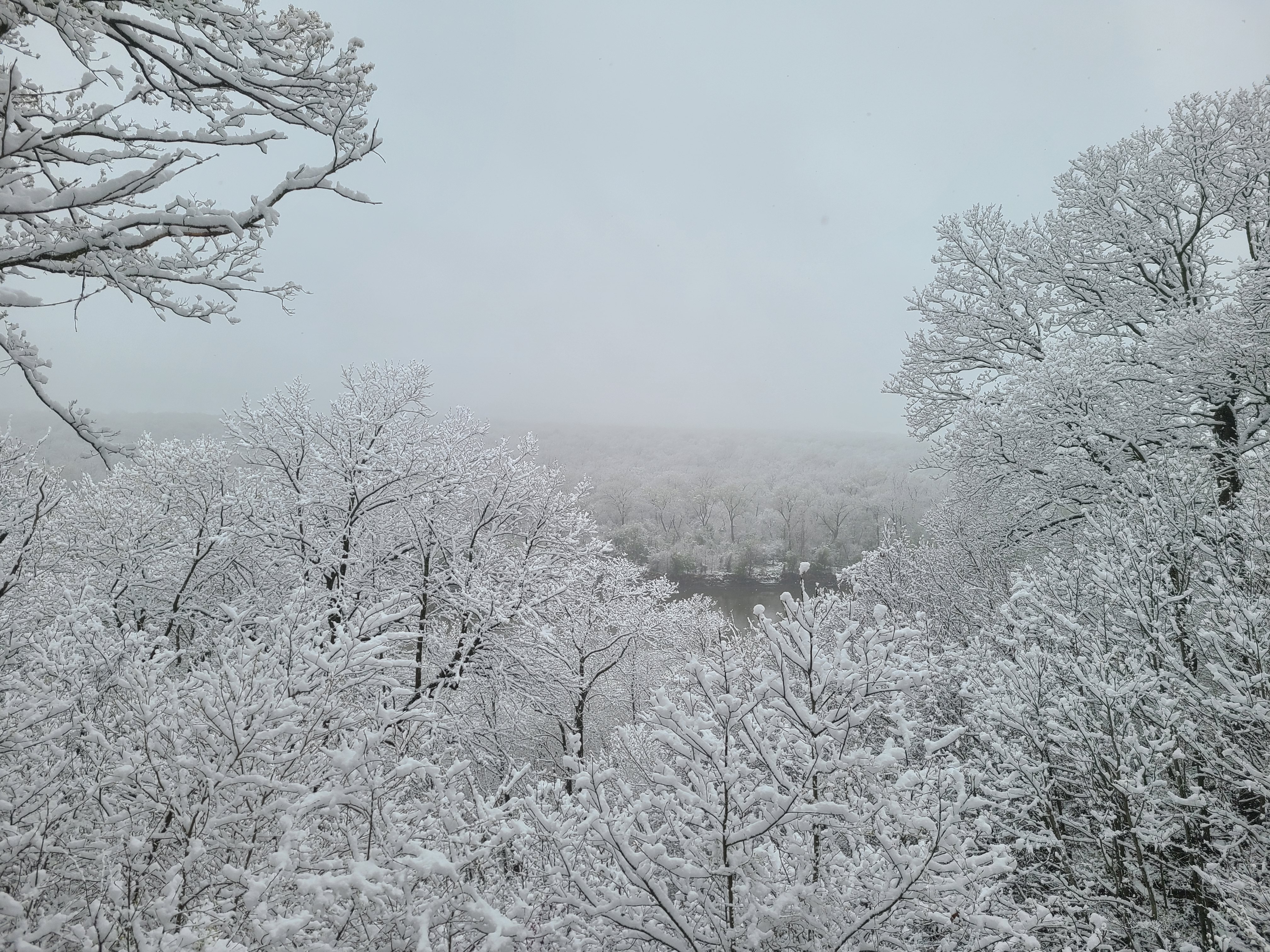 Snow covered trees