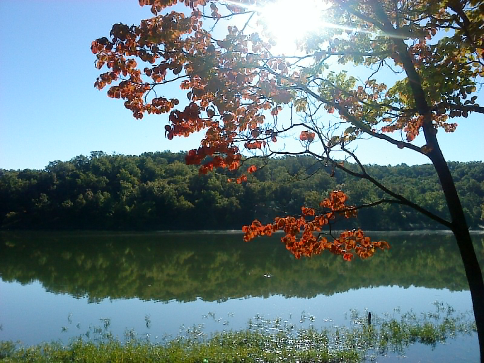 A tree, it's leaves turning orange, over looking a lake.