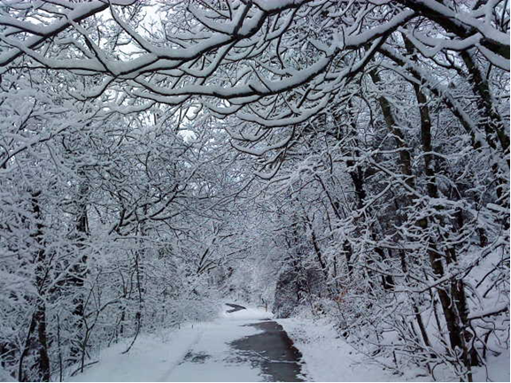 A snow covered path through frozen woods
