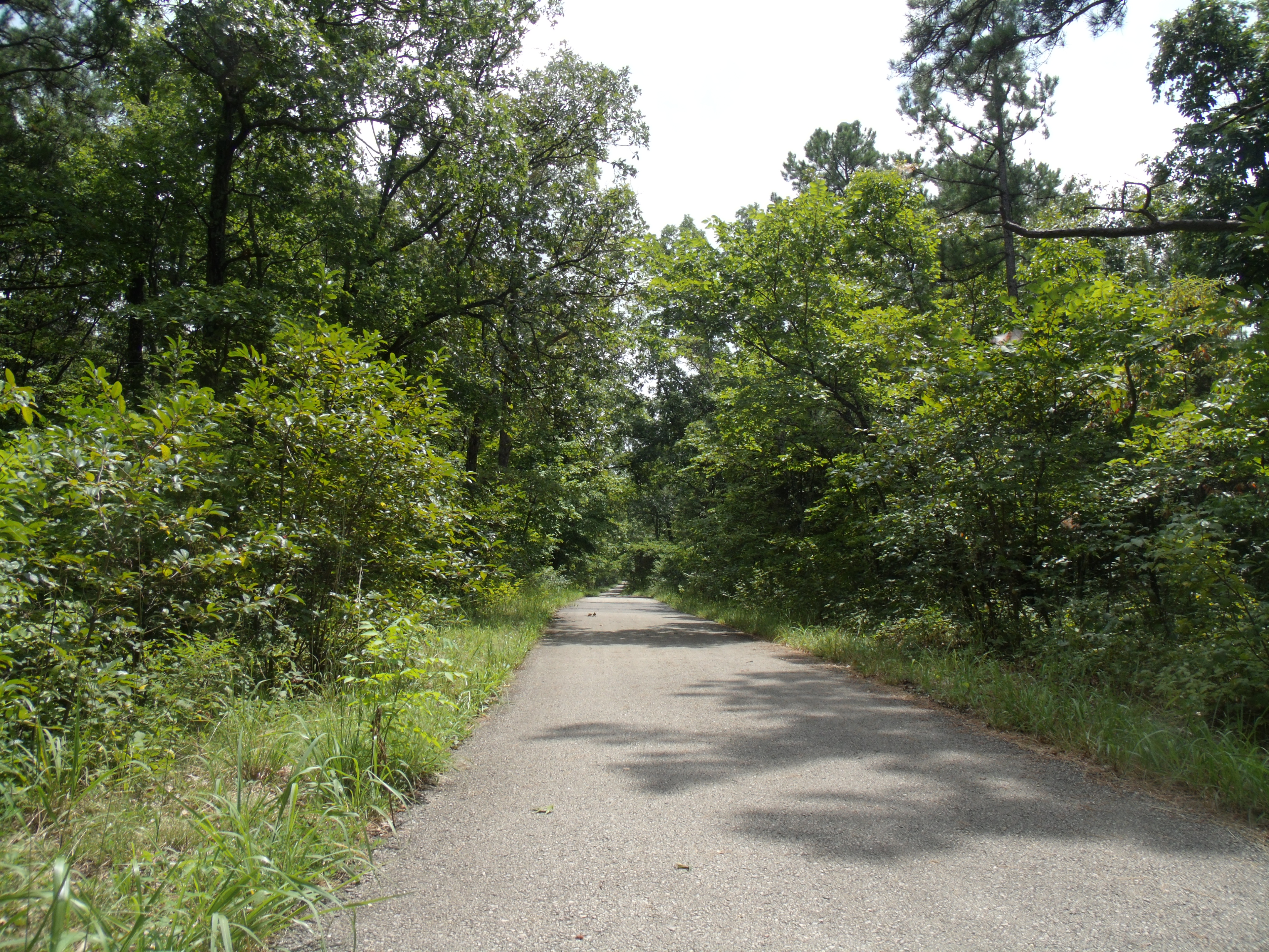 A paved path through the woods