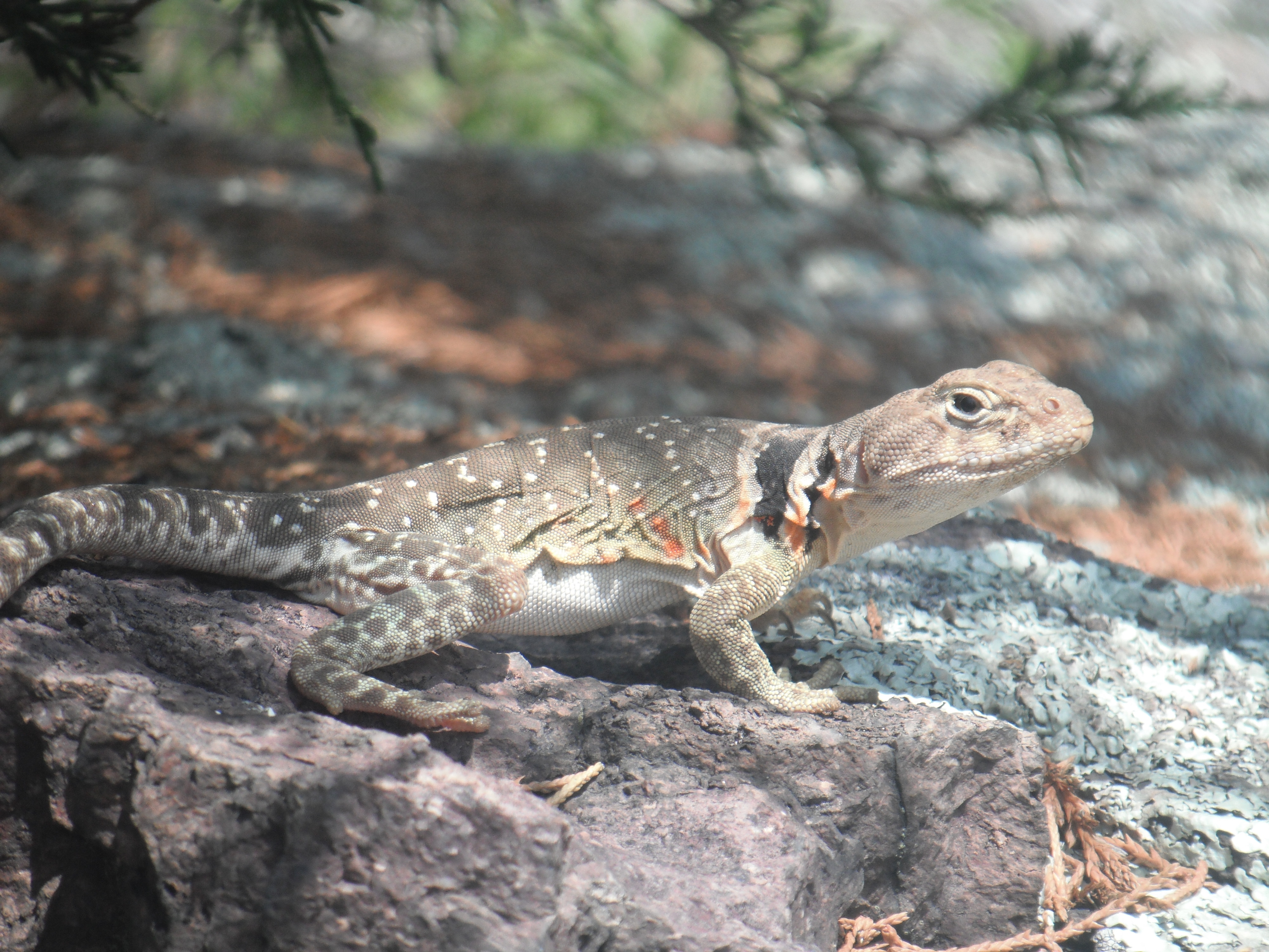 A lizard resting on a rock