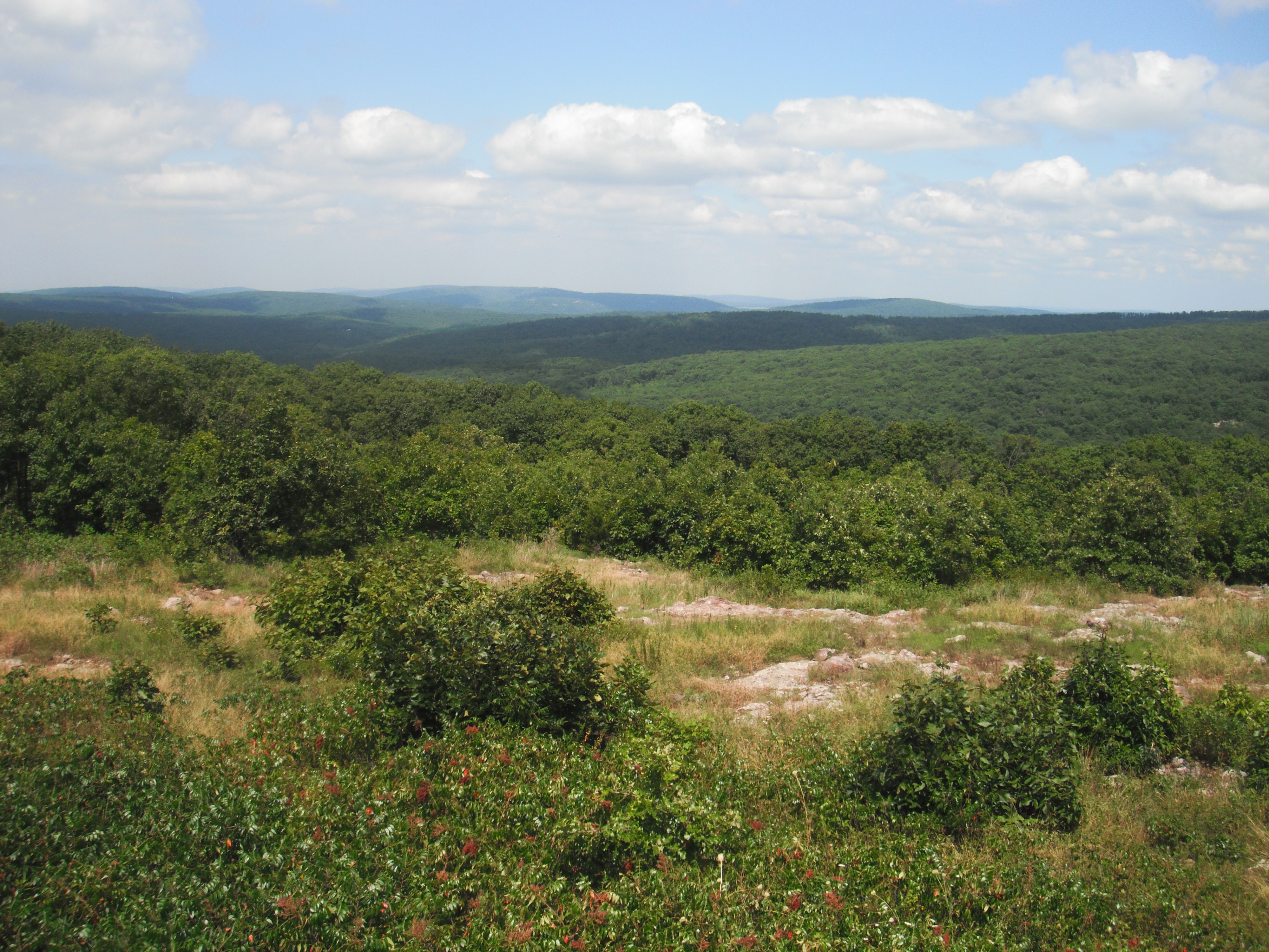 Hill overlooking woods