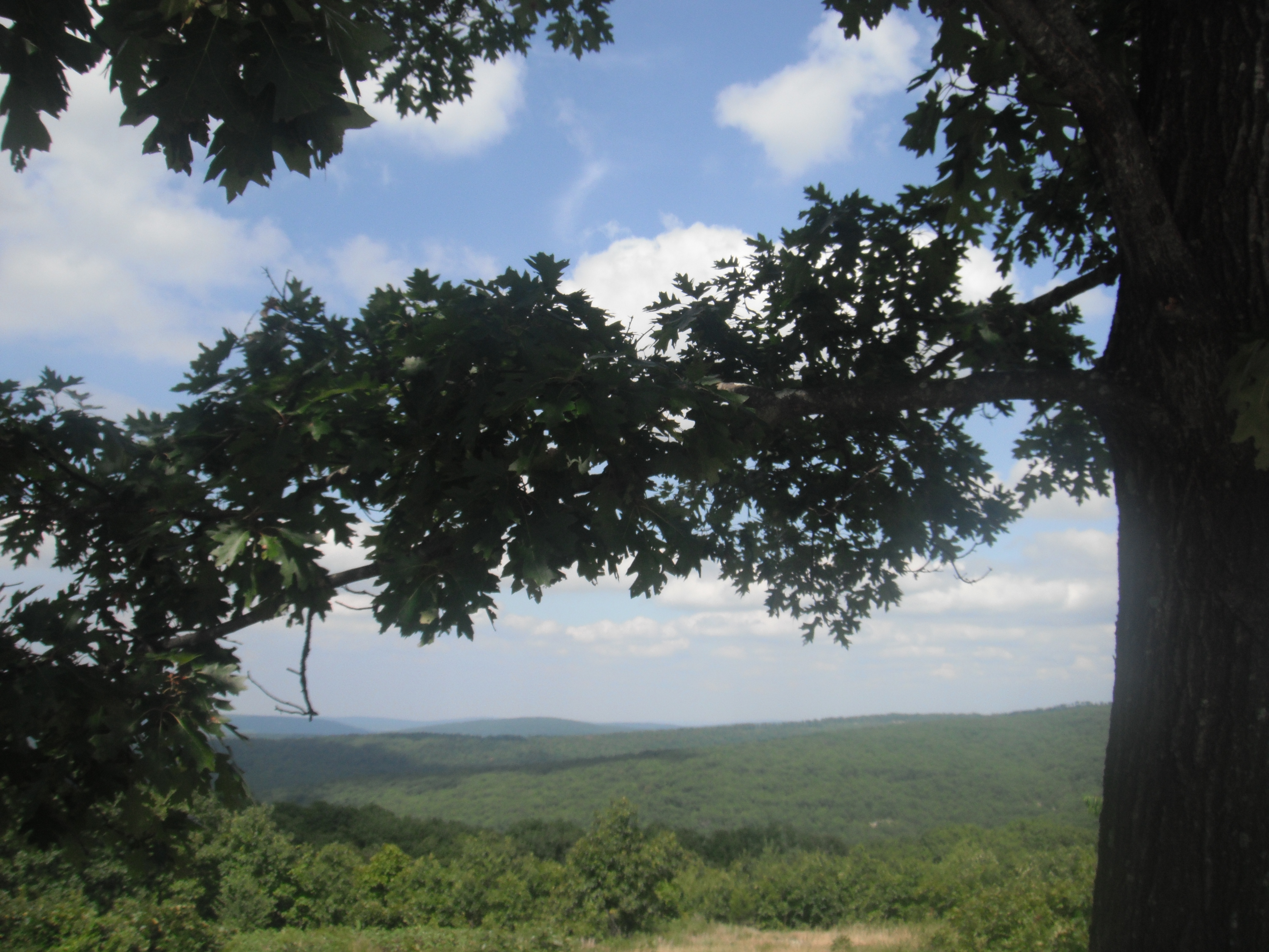 Hill overlooking woods