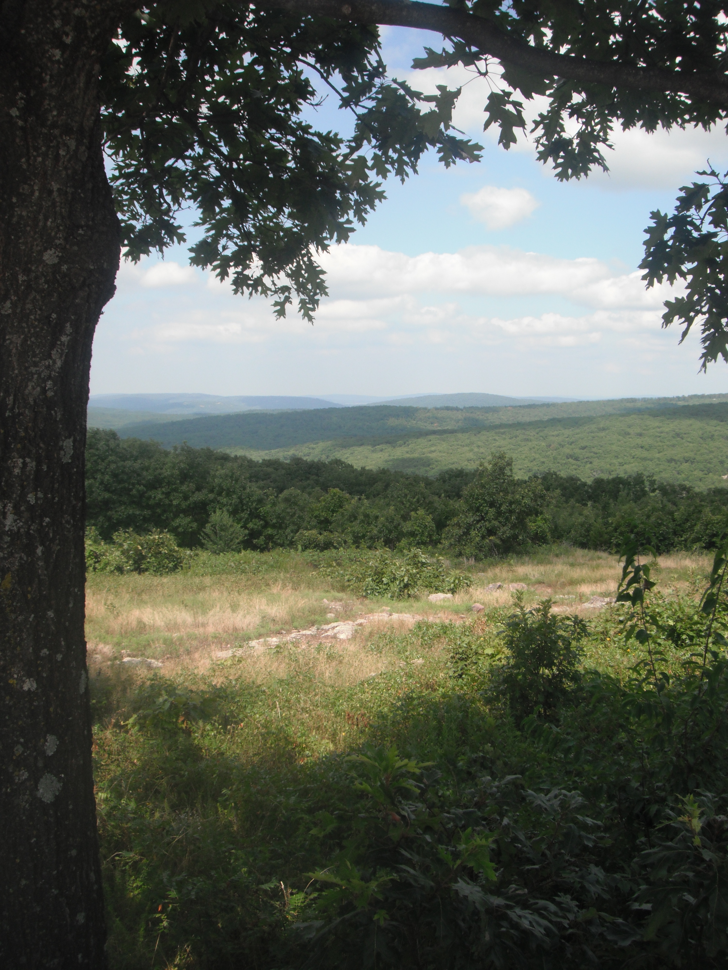 Hill overlooking woods