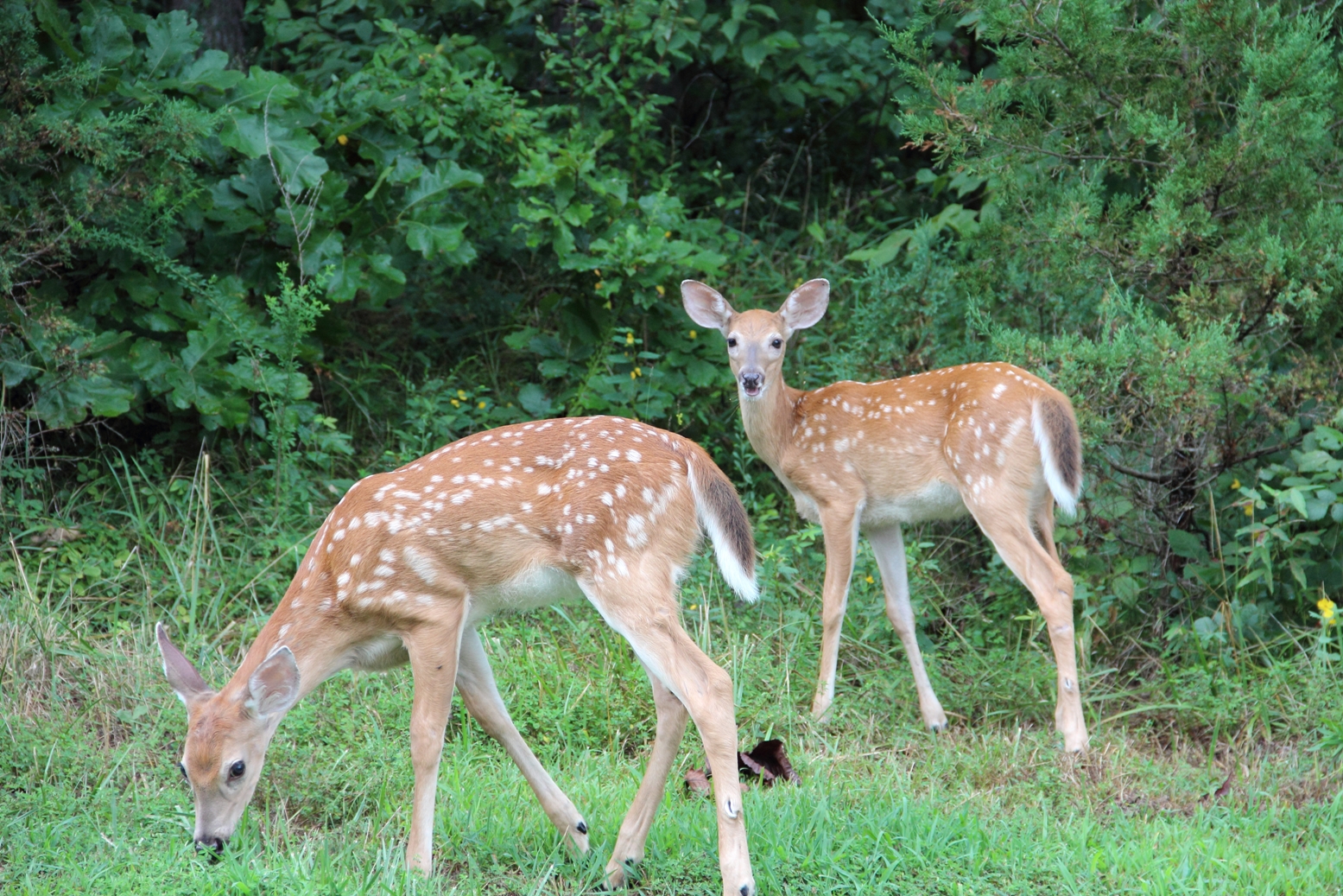 Two deer