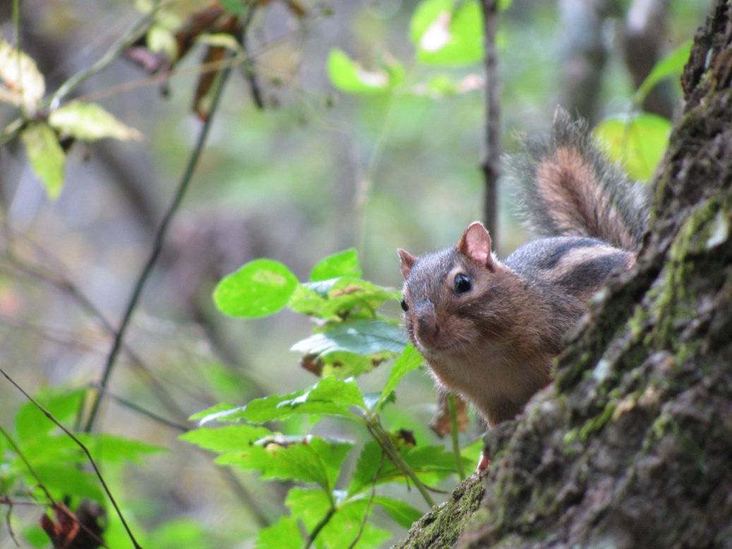 A squirrel climbing a tree
