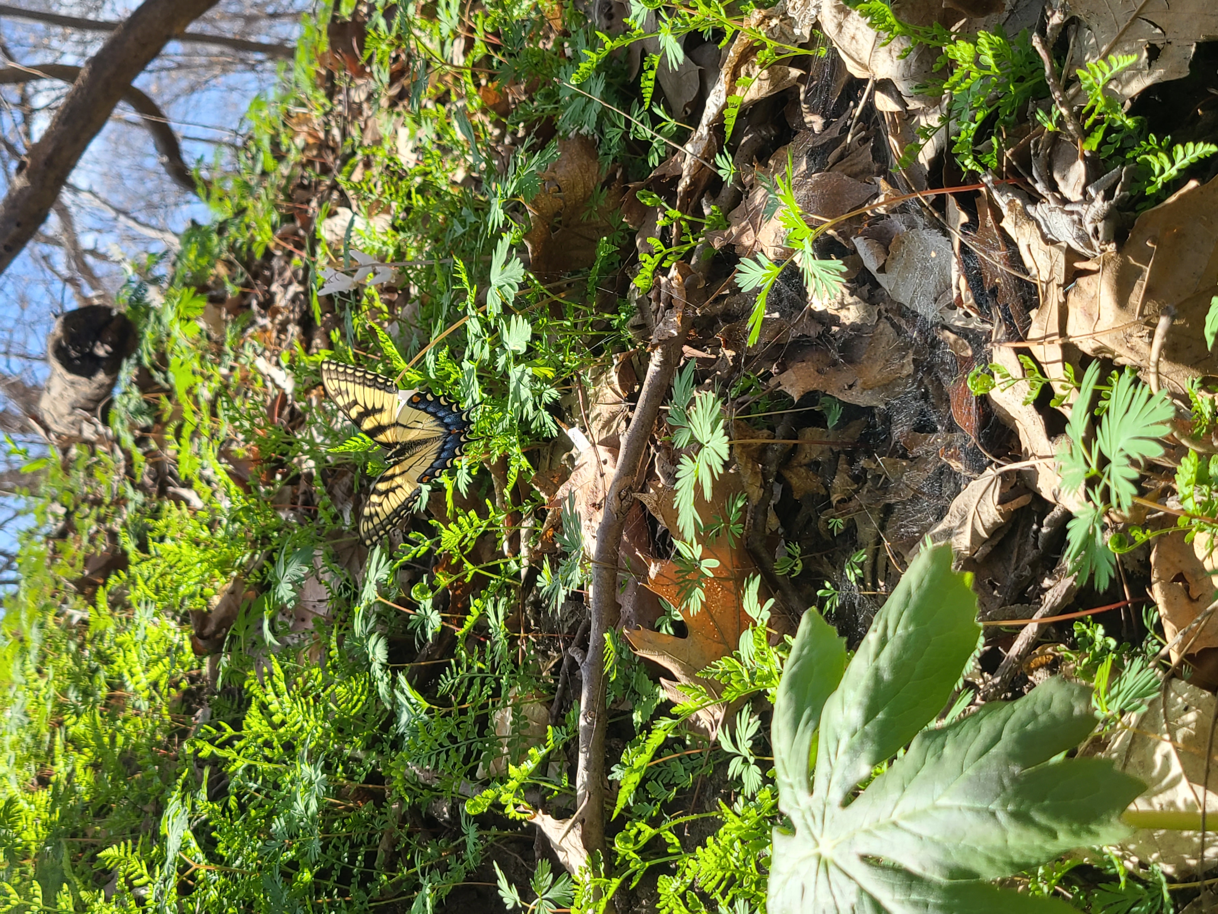 A tiger swallowtail on spring flowers