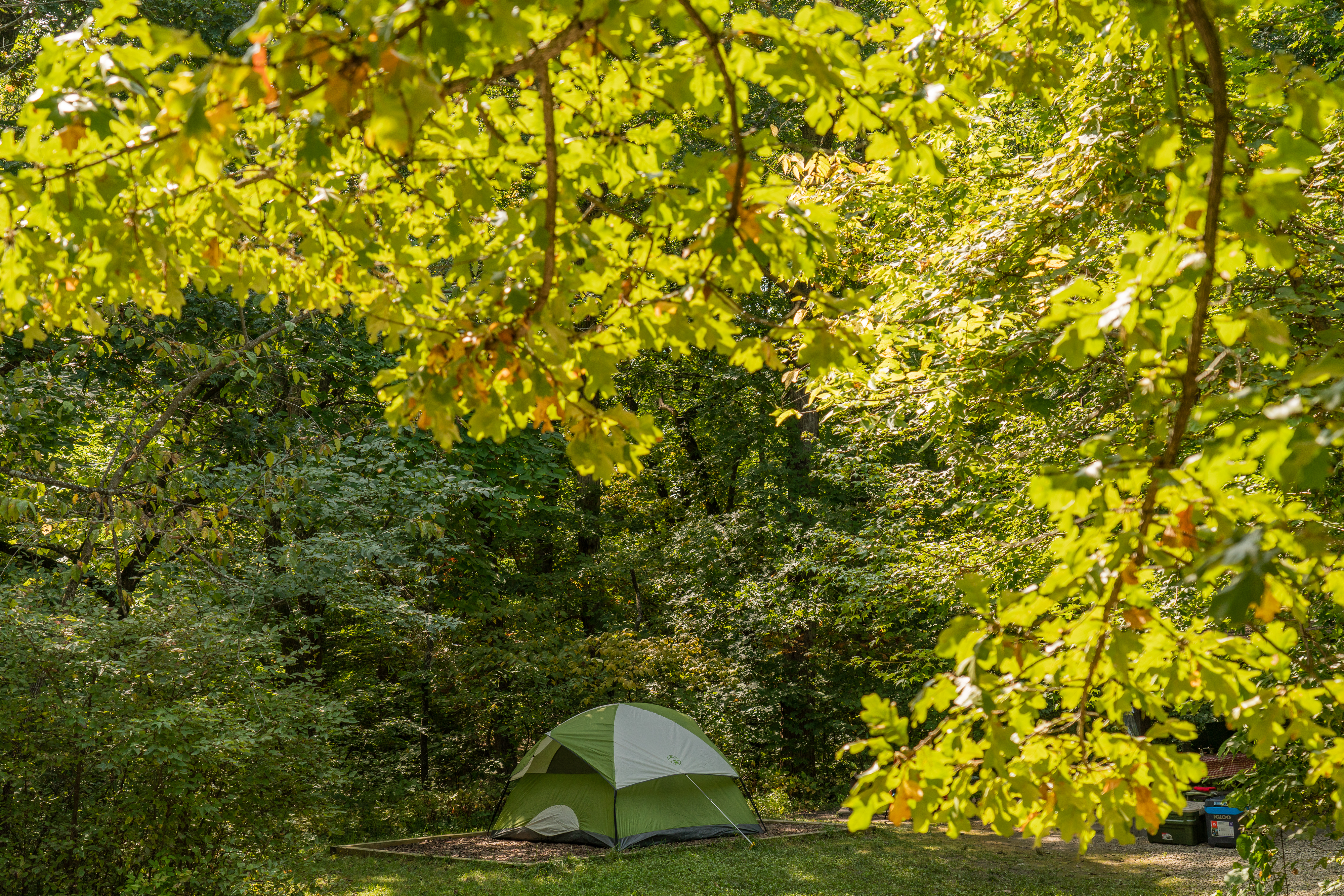 Green and White tent under the canopy of the woods