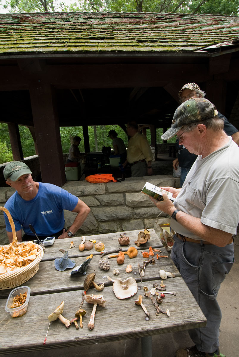 Two men identifying mushrooms at a picnic table