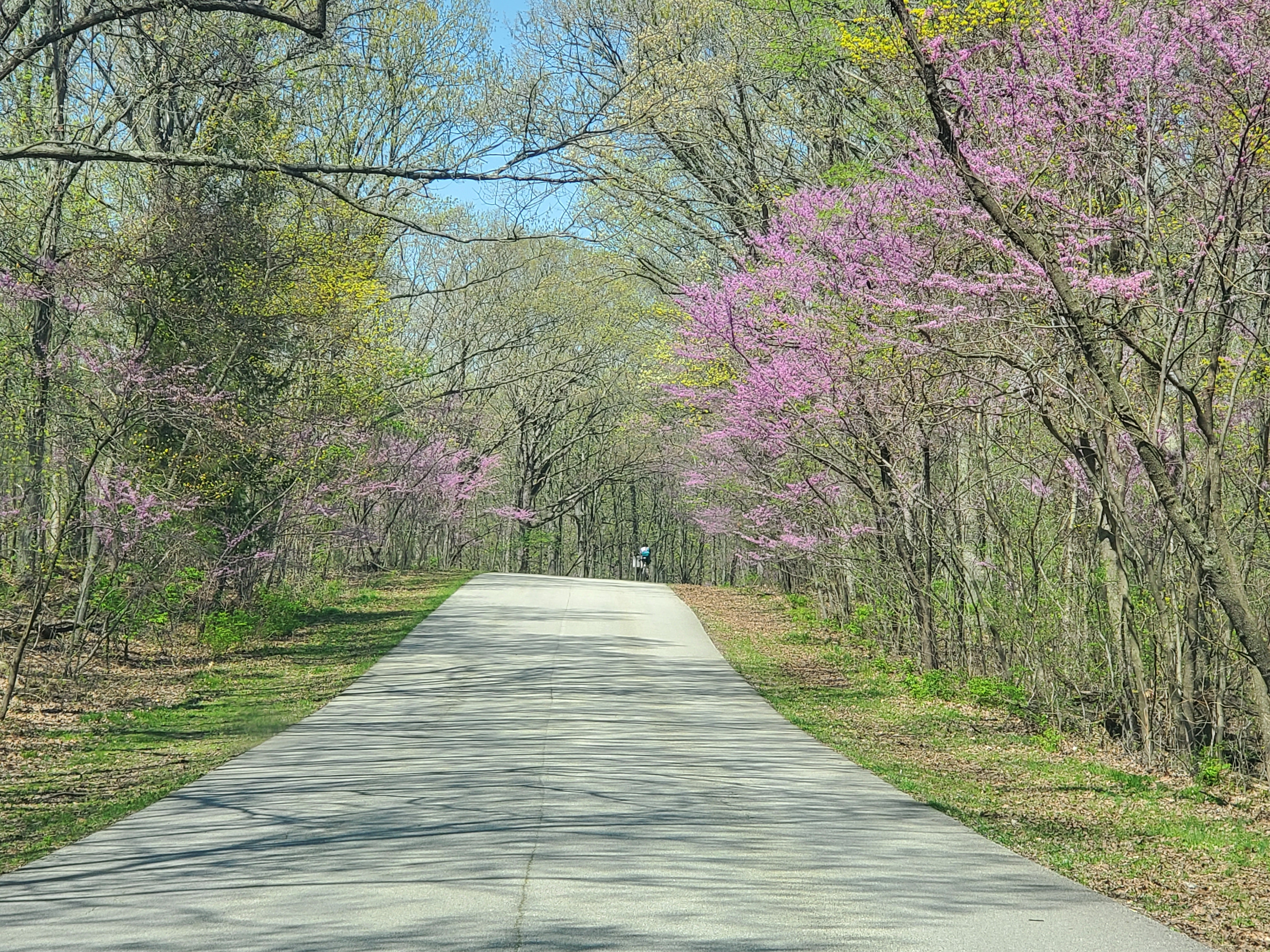 Flowering purple trees over a sidewalk