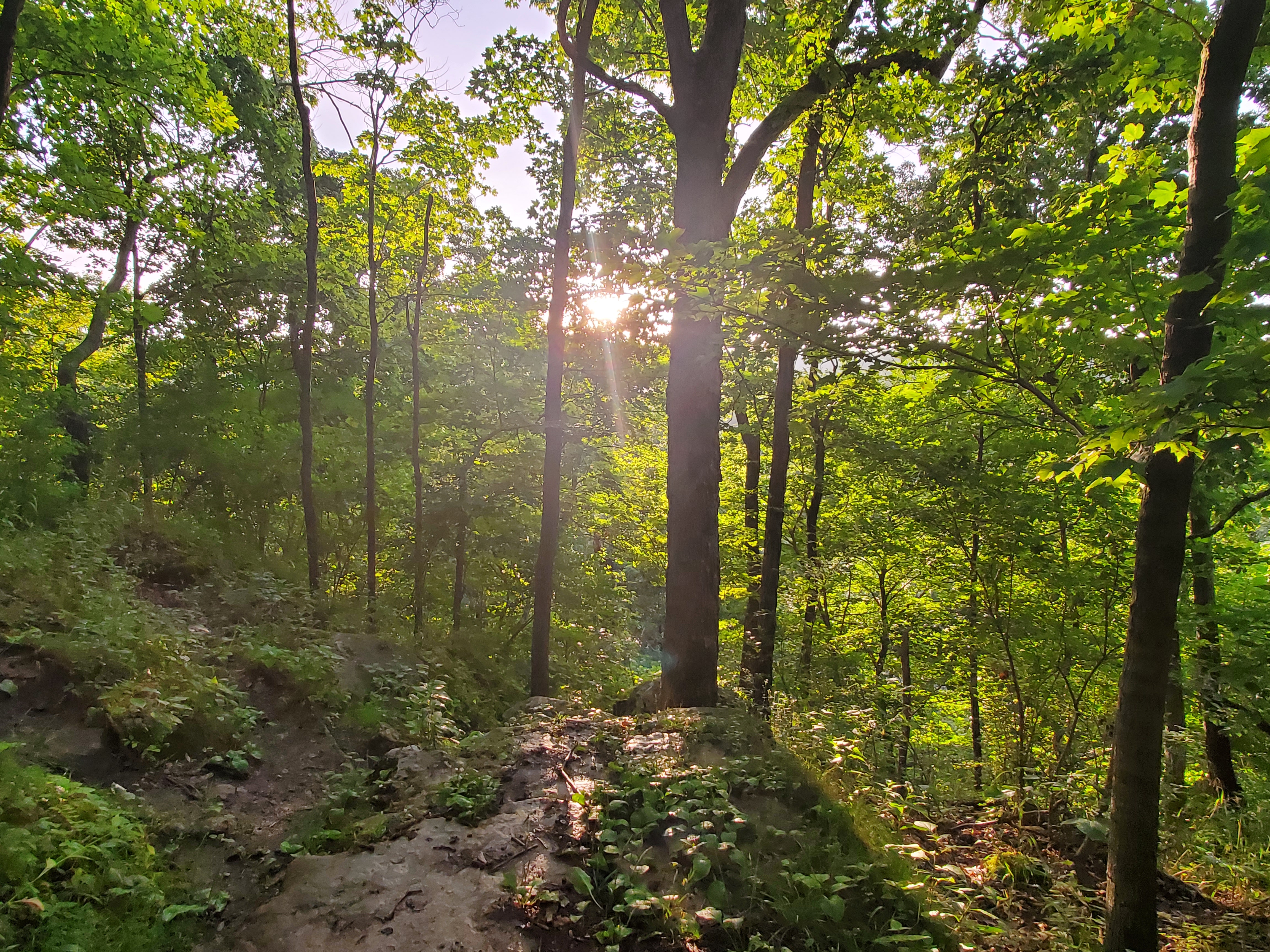 Forest with the sun peeking through the trees