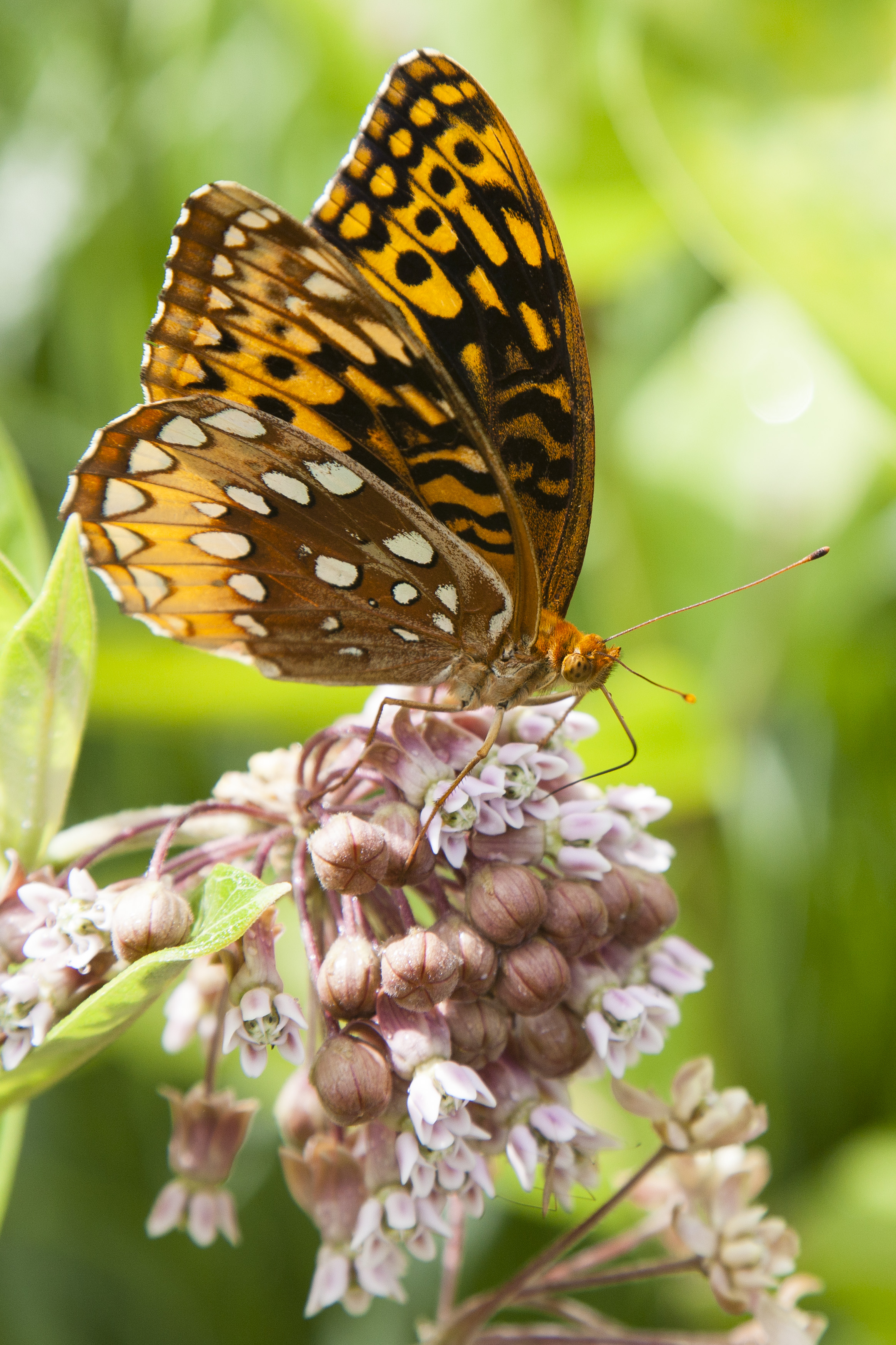 A butterfly on a flower