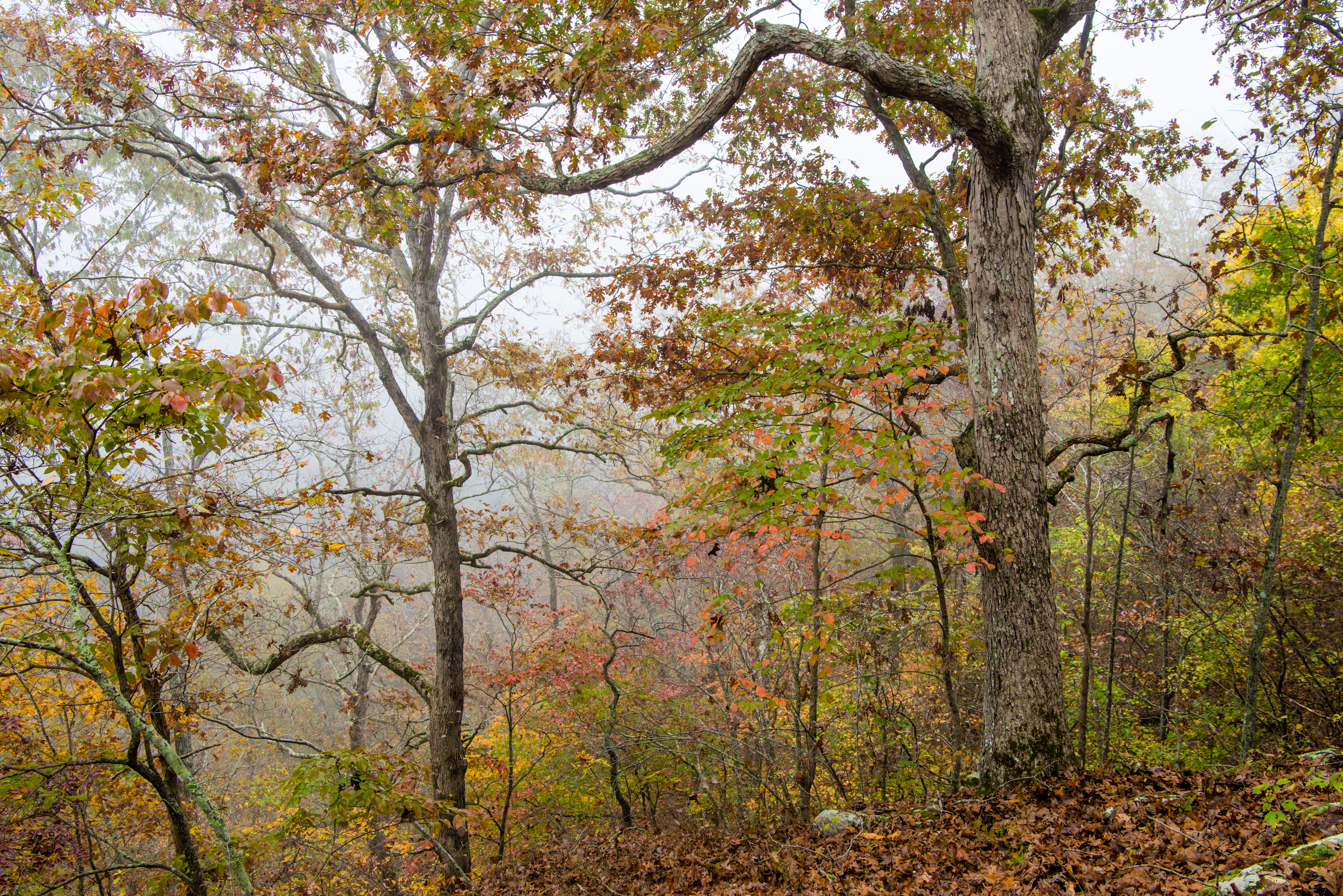 Trees with orange and green leaves