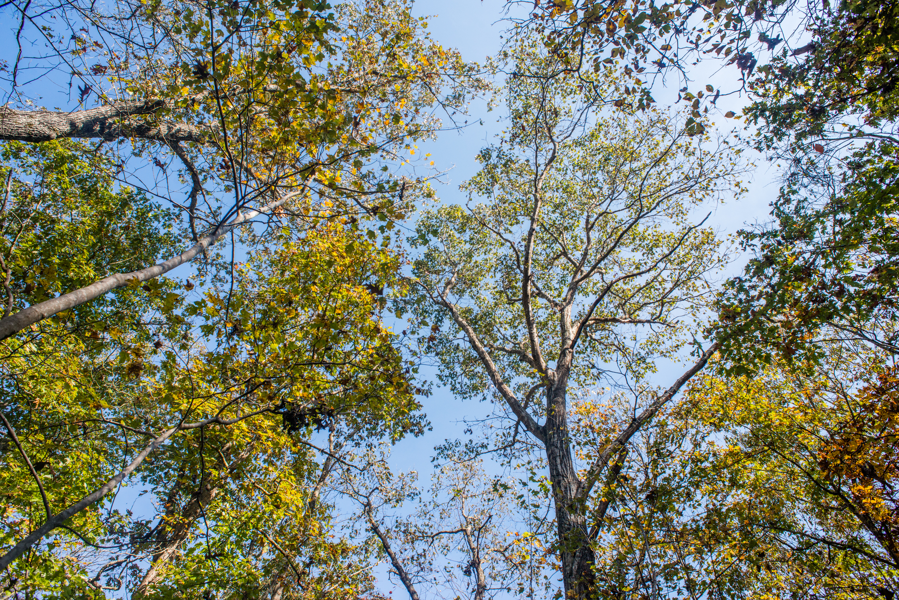 Trees with green leafs