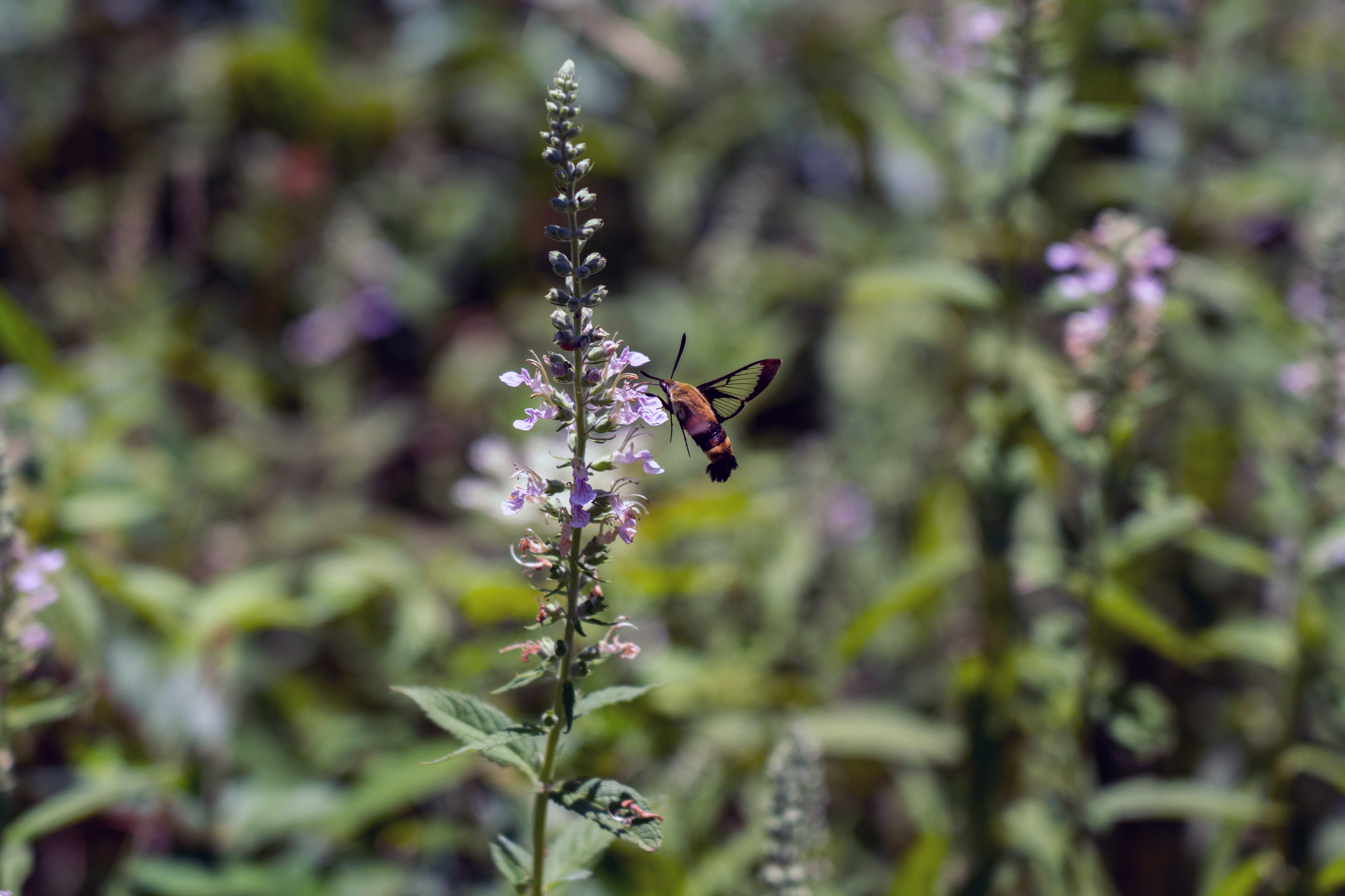 An insect near a purple flower