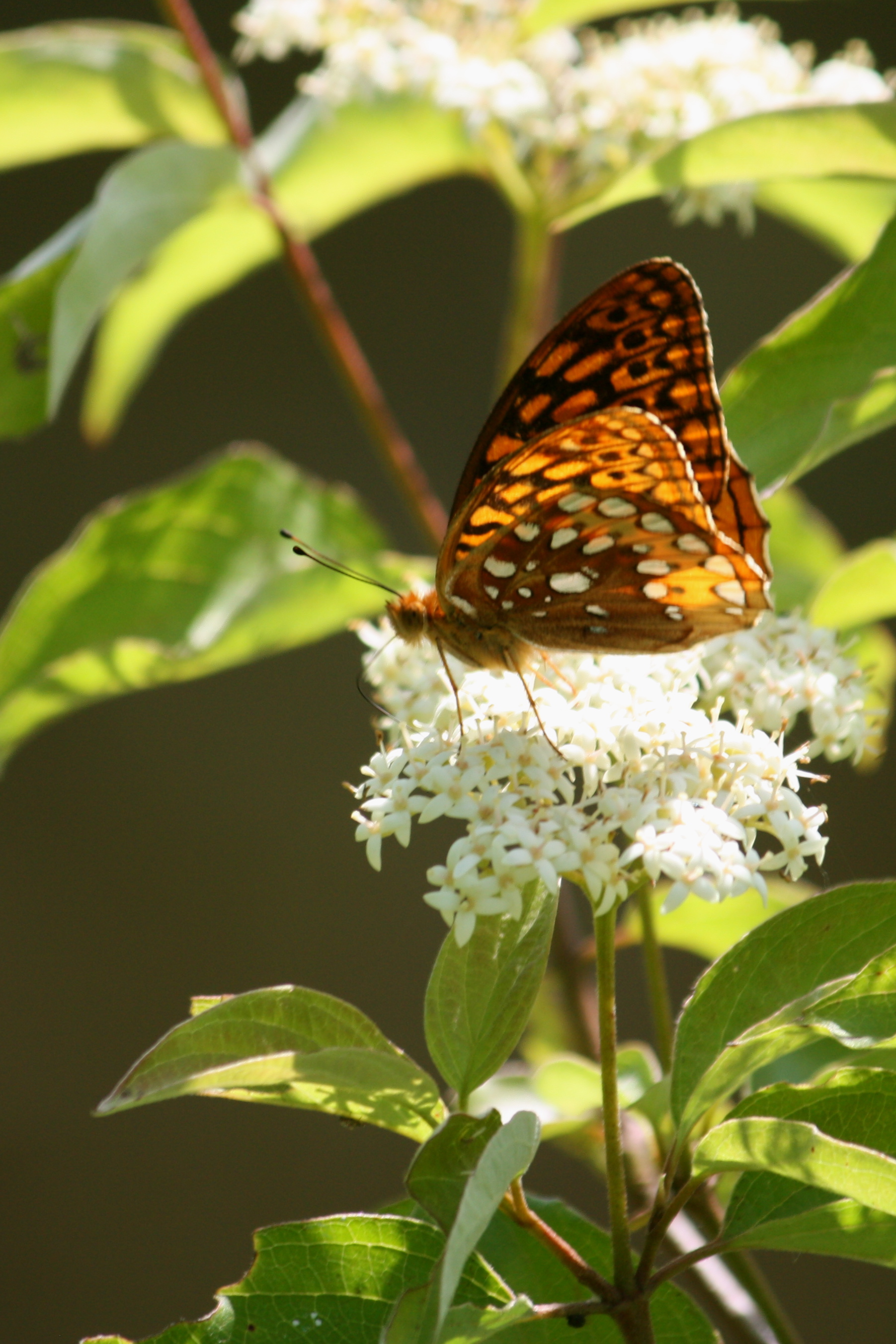 A butterfly on a flower