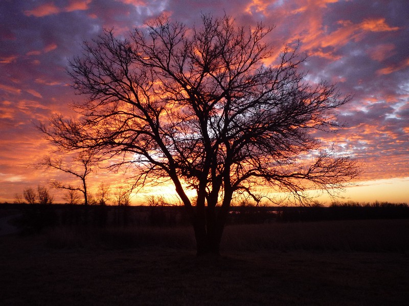 A tree at sunset