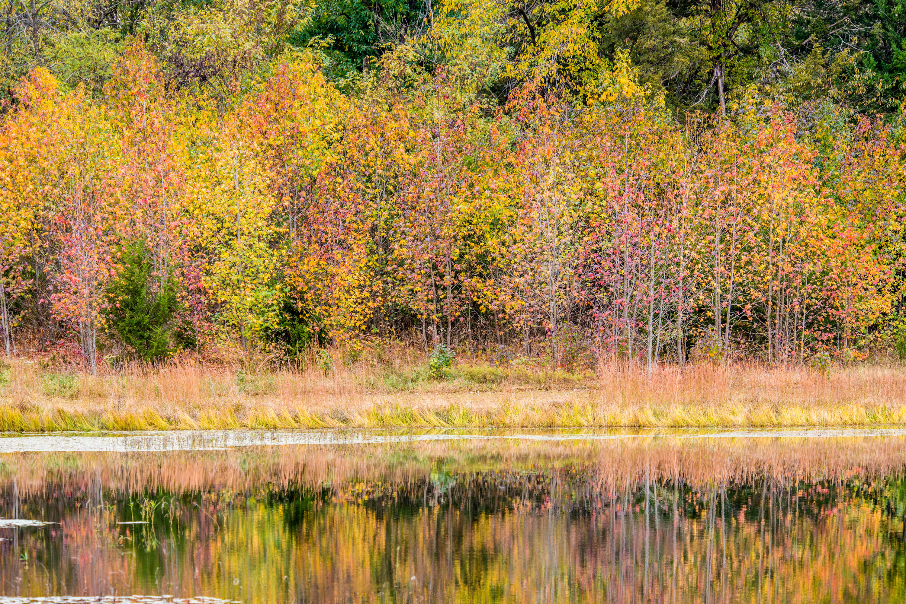 Trees on the edge of the water
