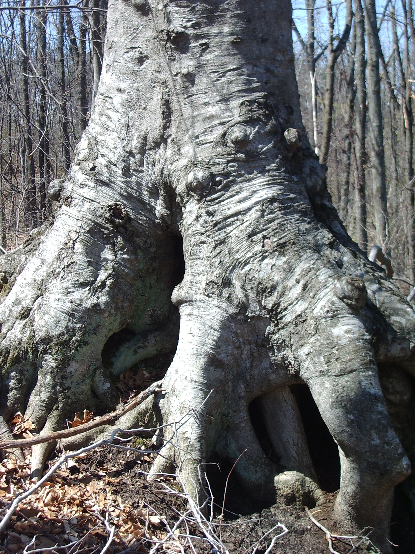 A tree's roots