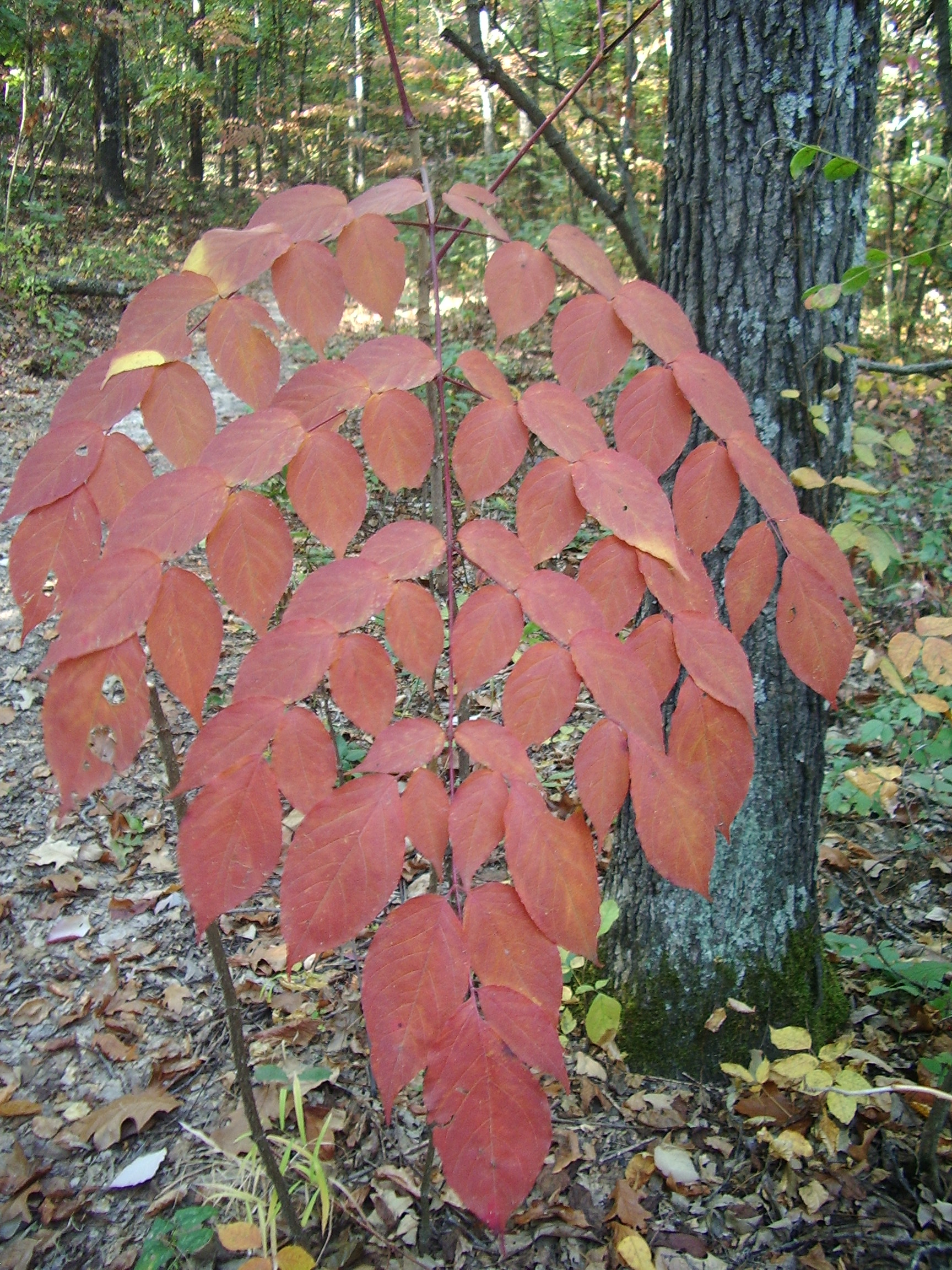 A close up of a tree with red leafs