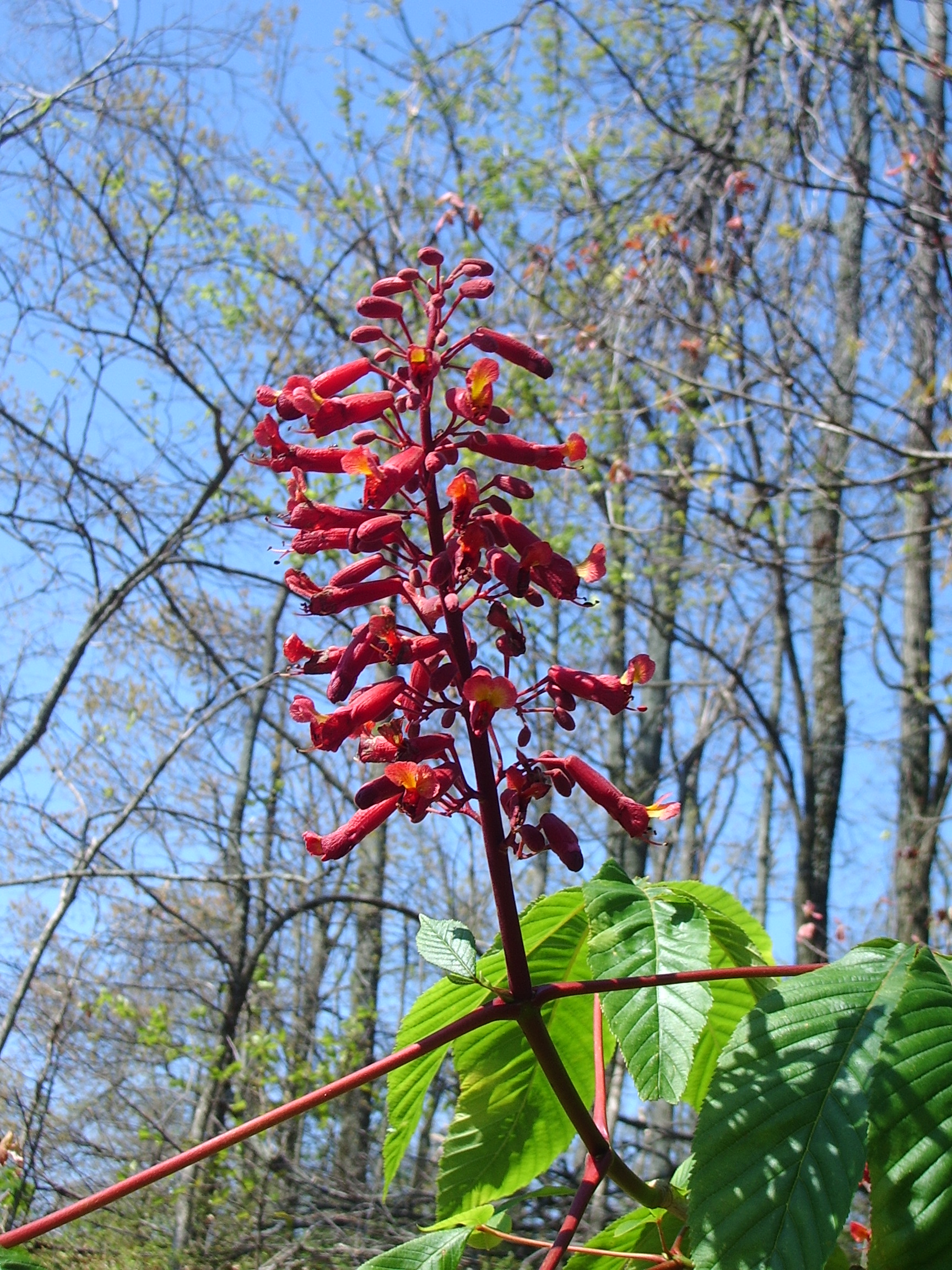 A close-up of a red flower