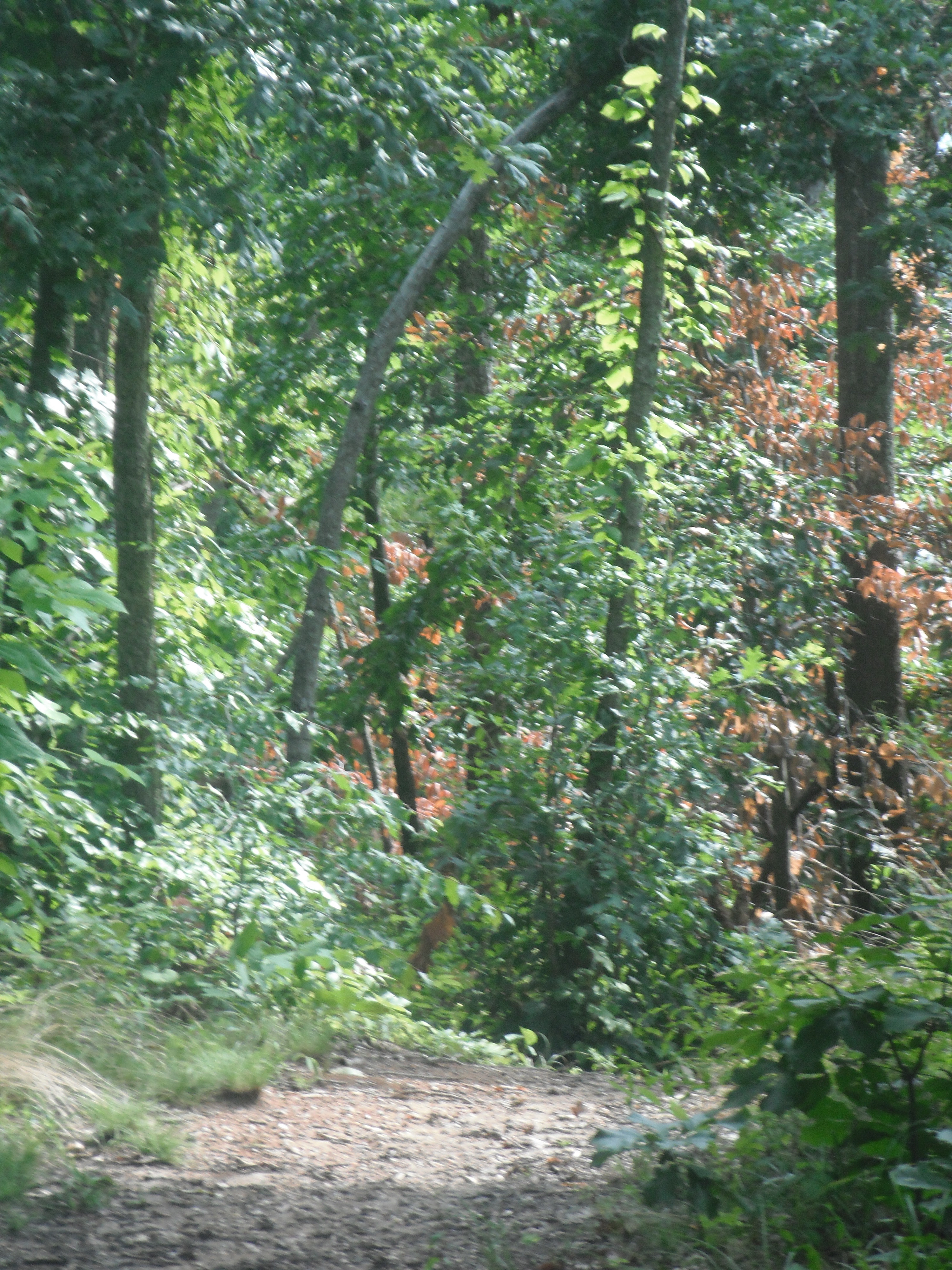 A walking path surrounded by trees