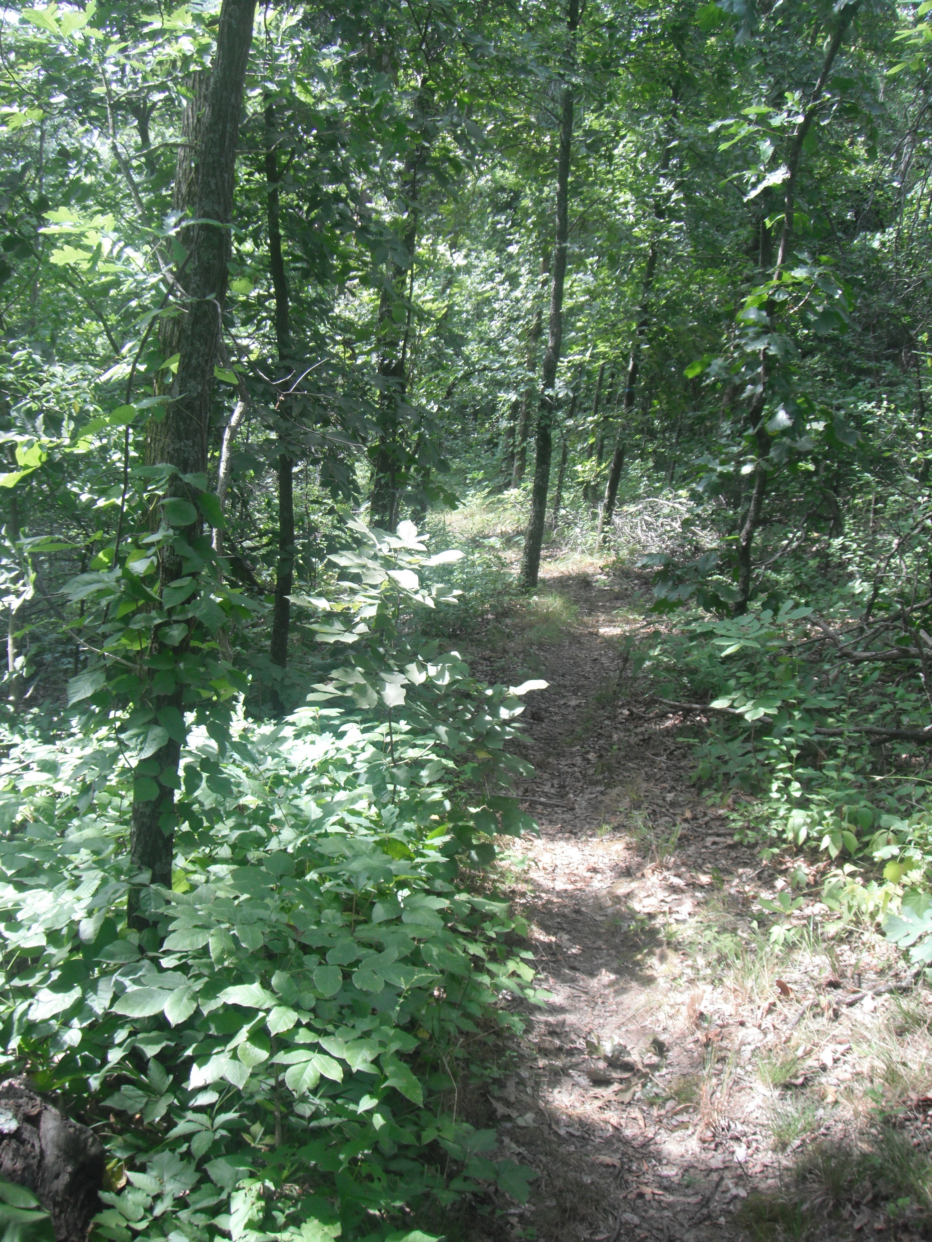 A hiking path in the woods