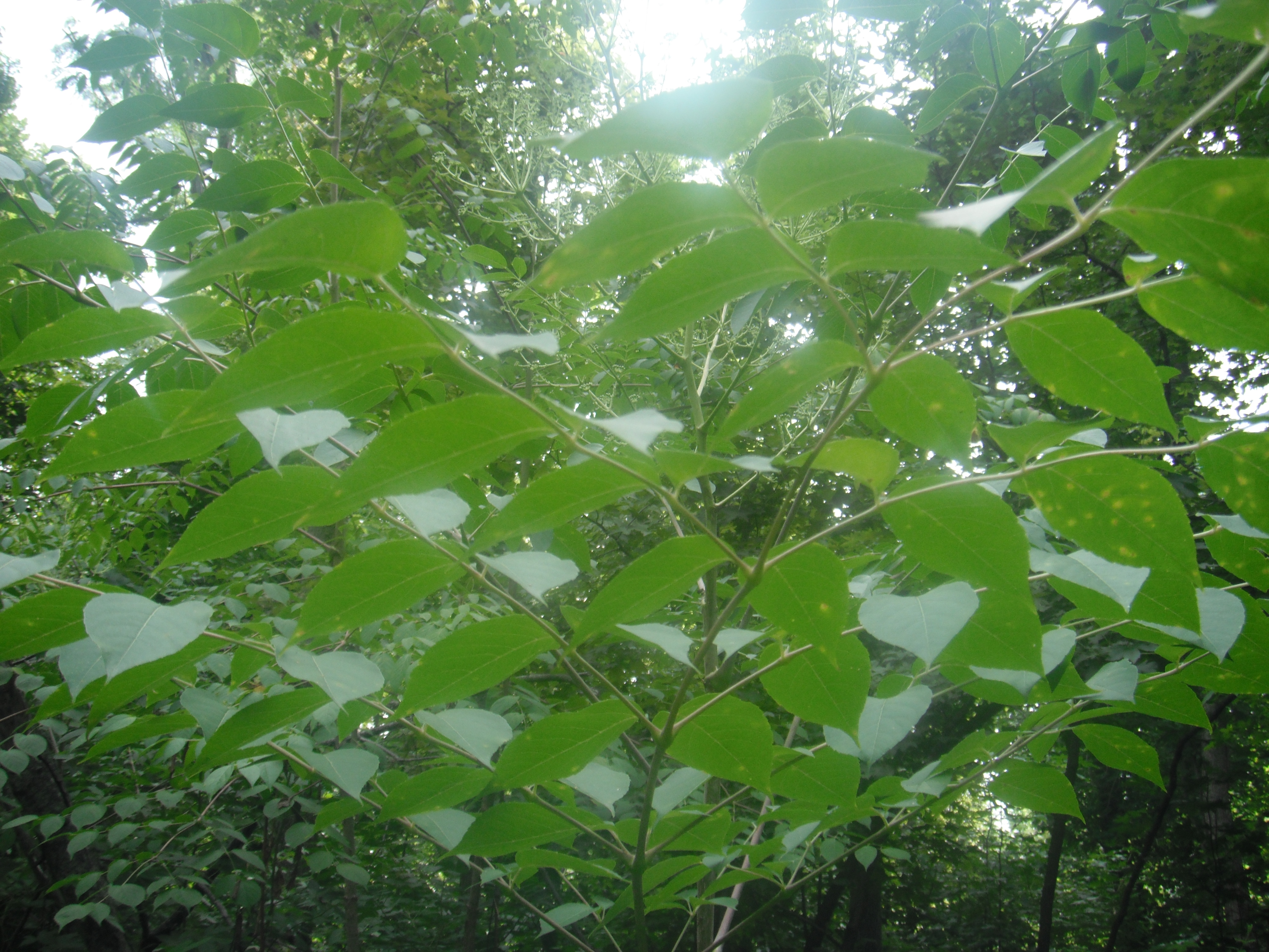 A close up of a leafy plant