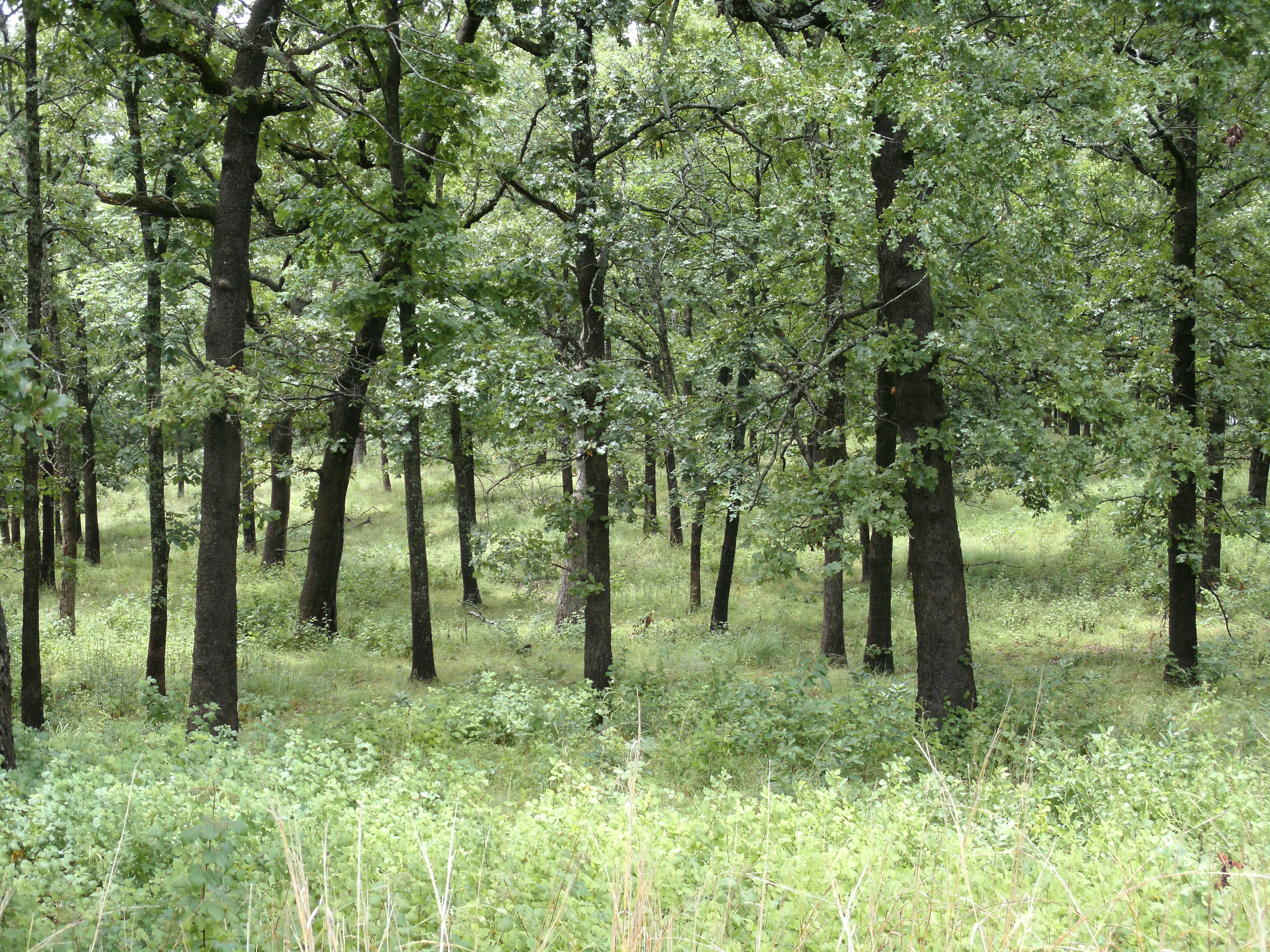 Trees growing in the woods