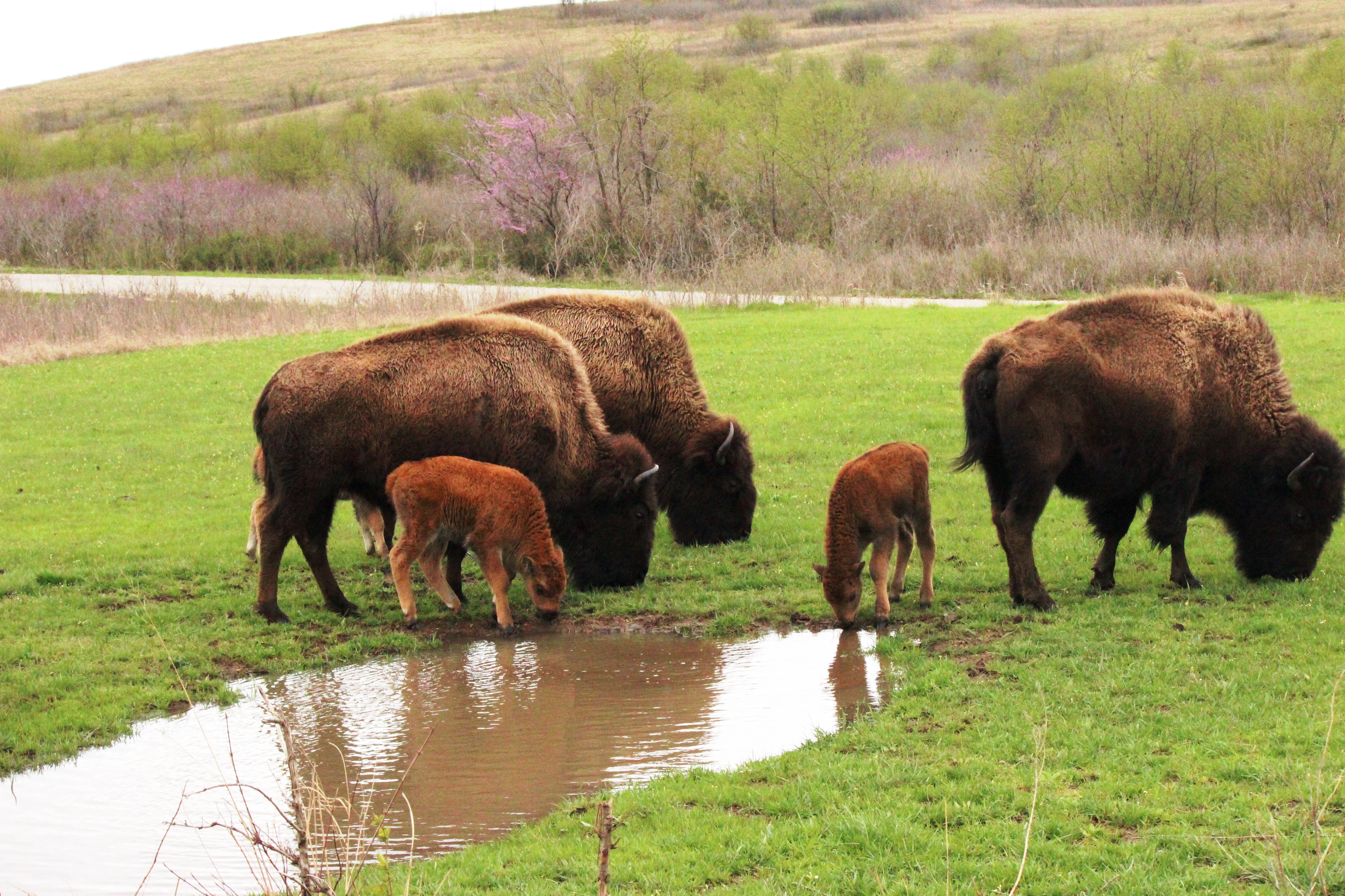 Bison drinking from a puddle