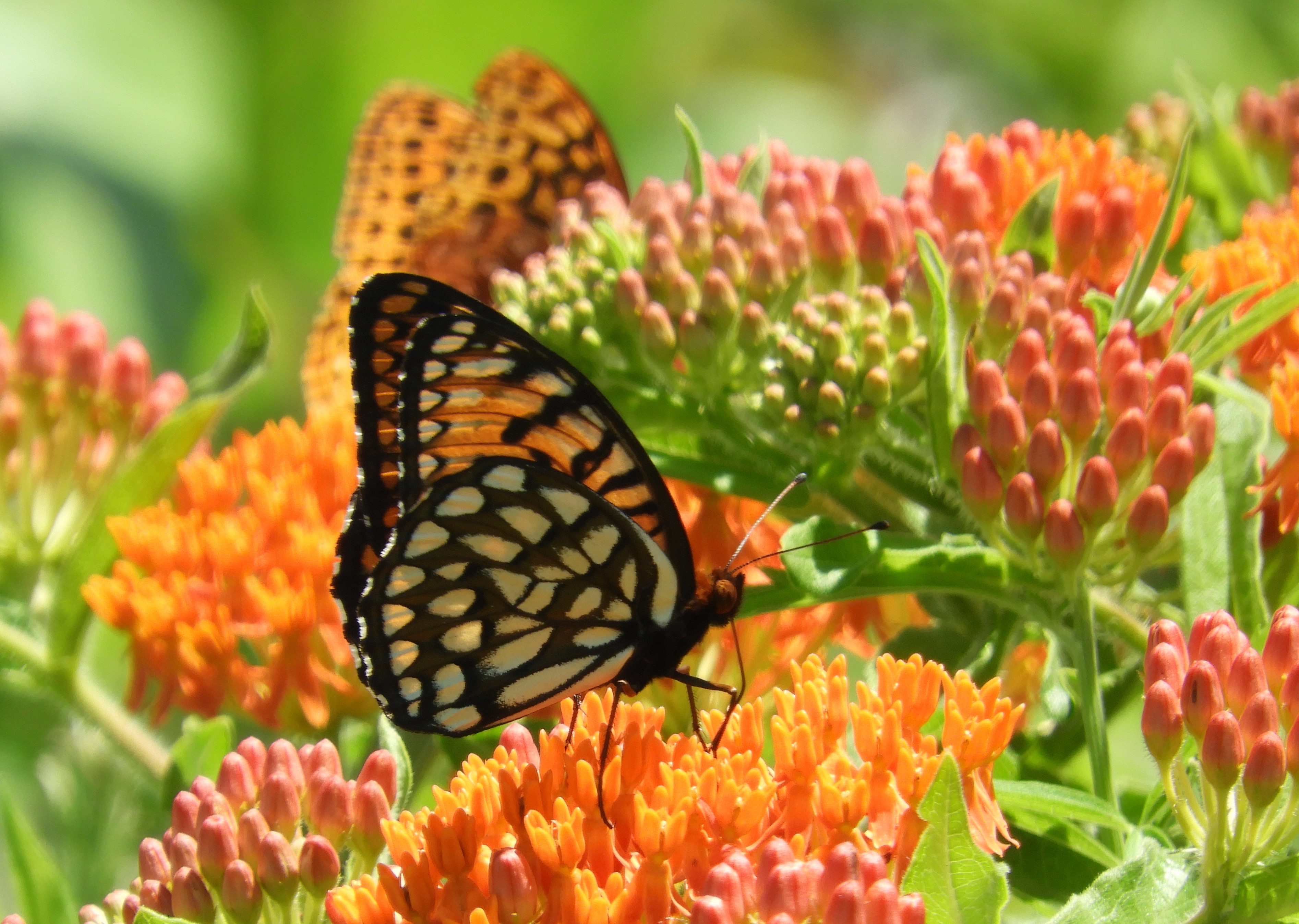 Butterfly sitting on a flower