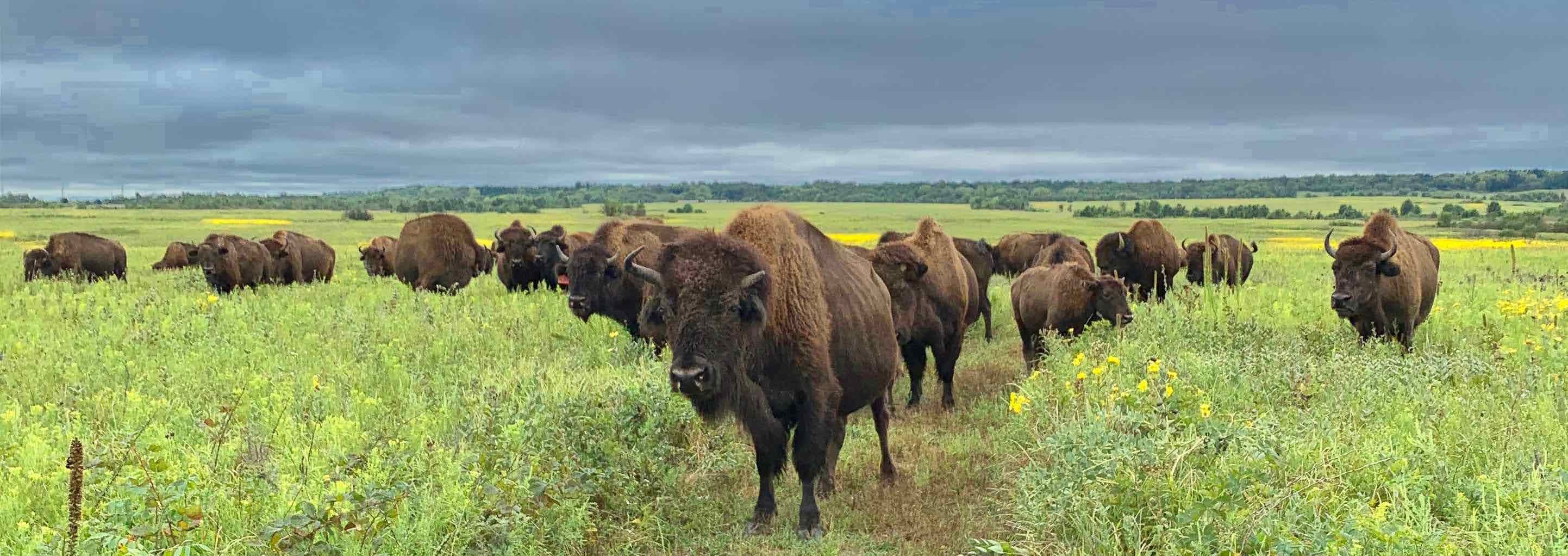 Bison in a prairie