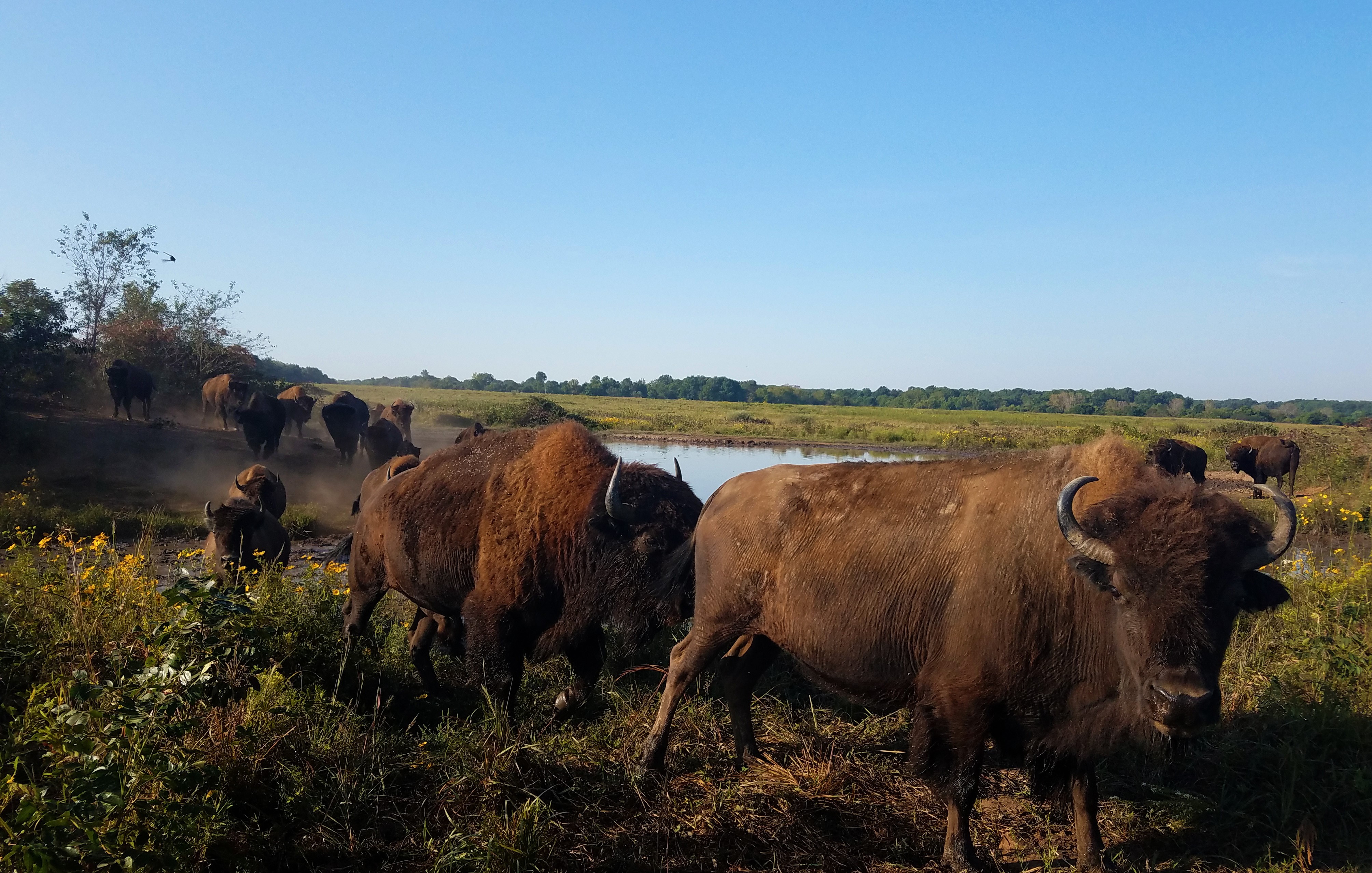 Bison in a prairie