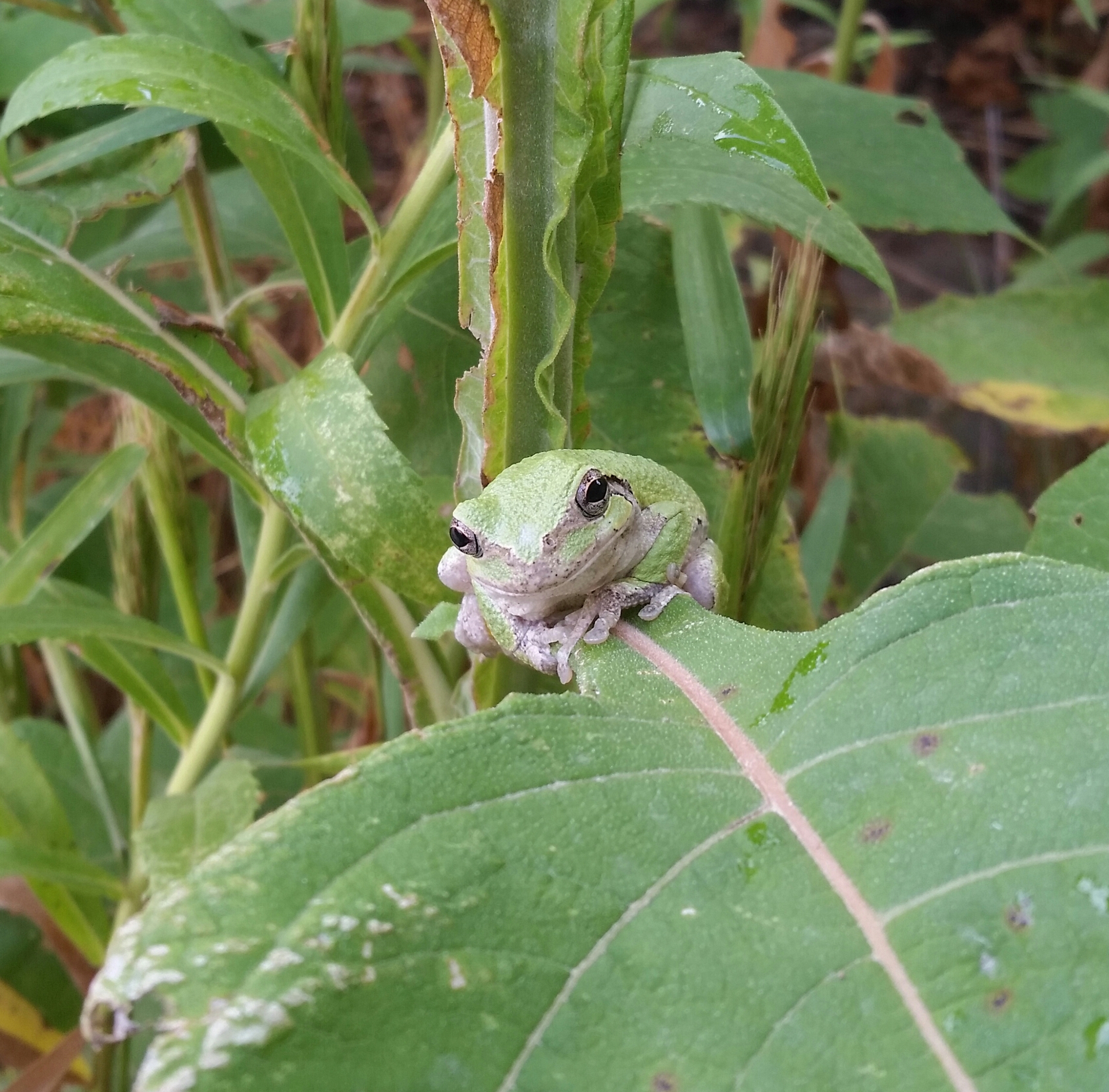 A frog sitting on a leaf