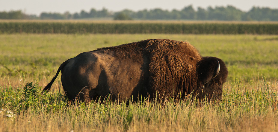 A bison in a field