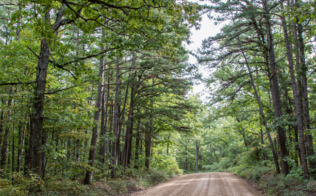 A wooded trail