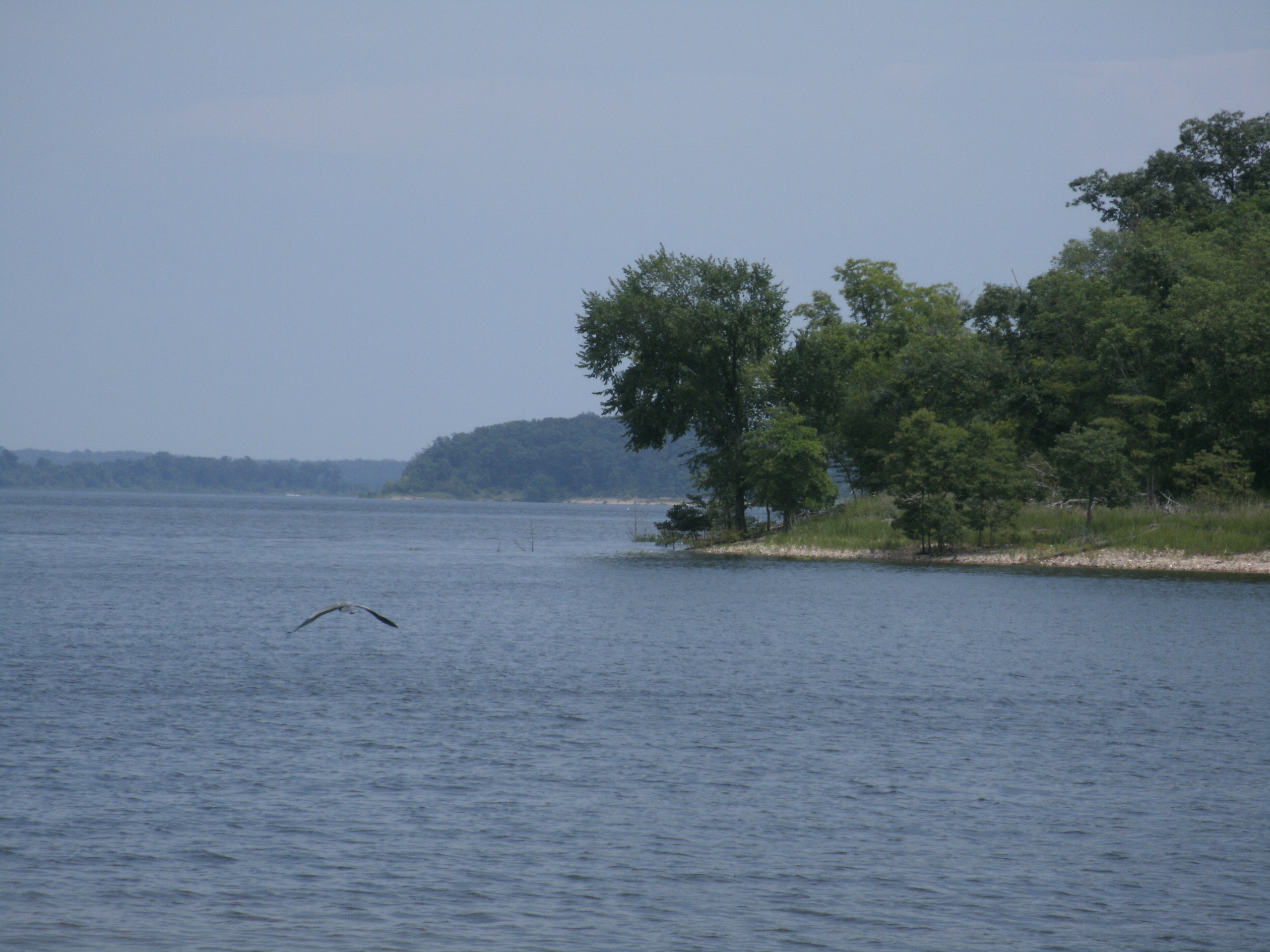 A bird flying over a lake