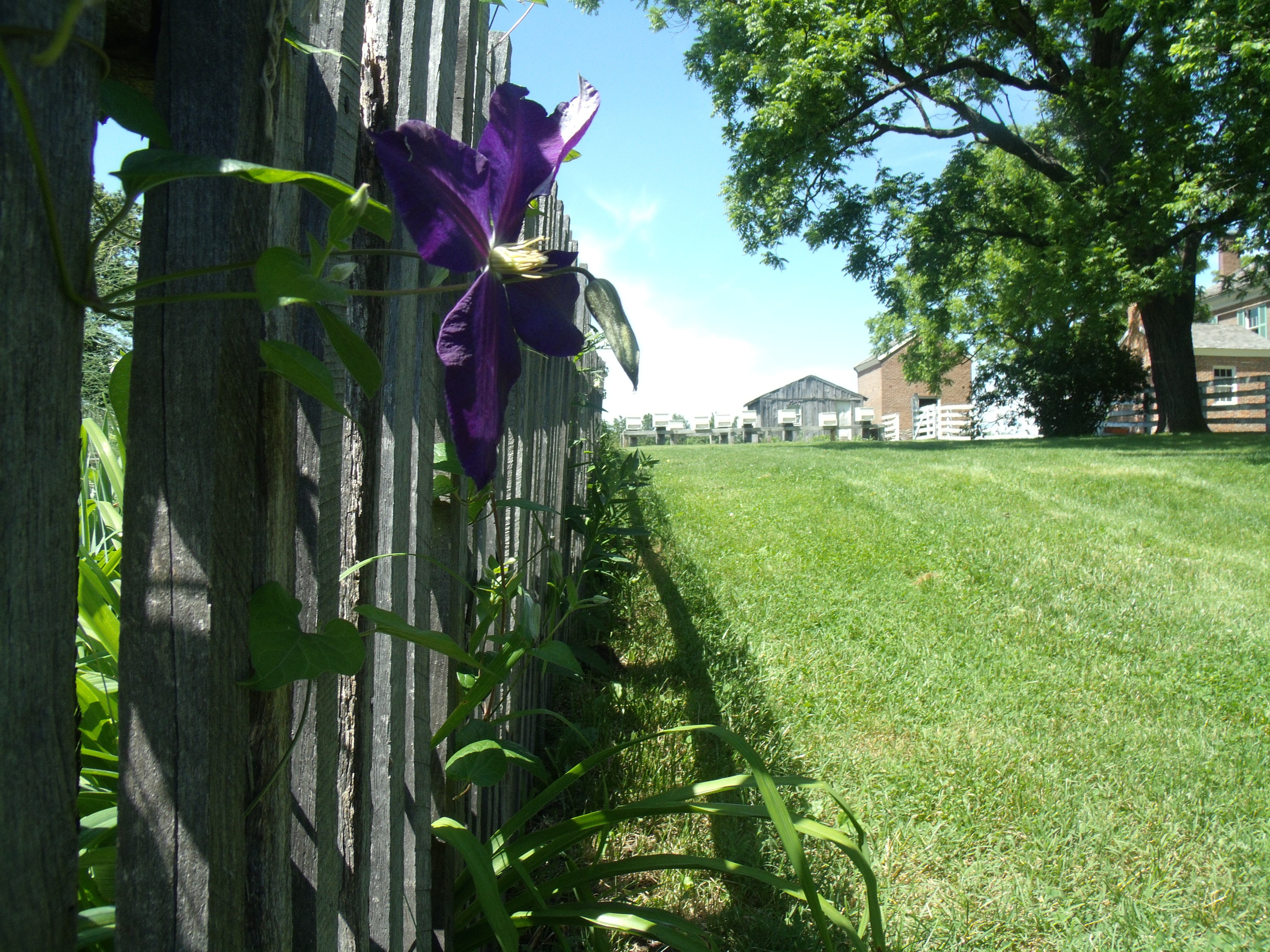 A purple flower wound around a fence post