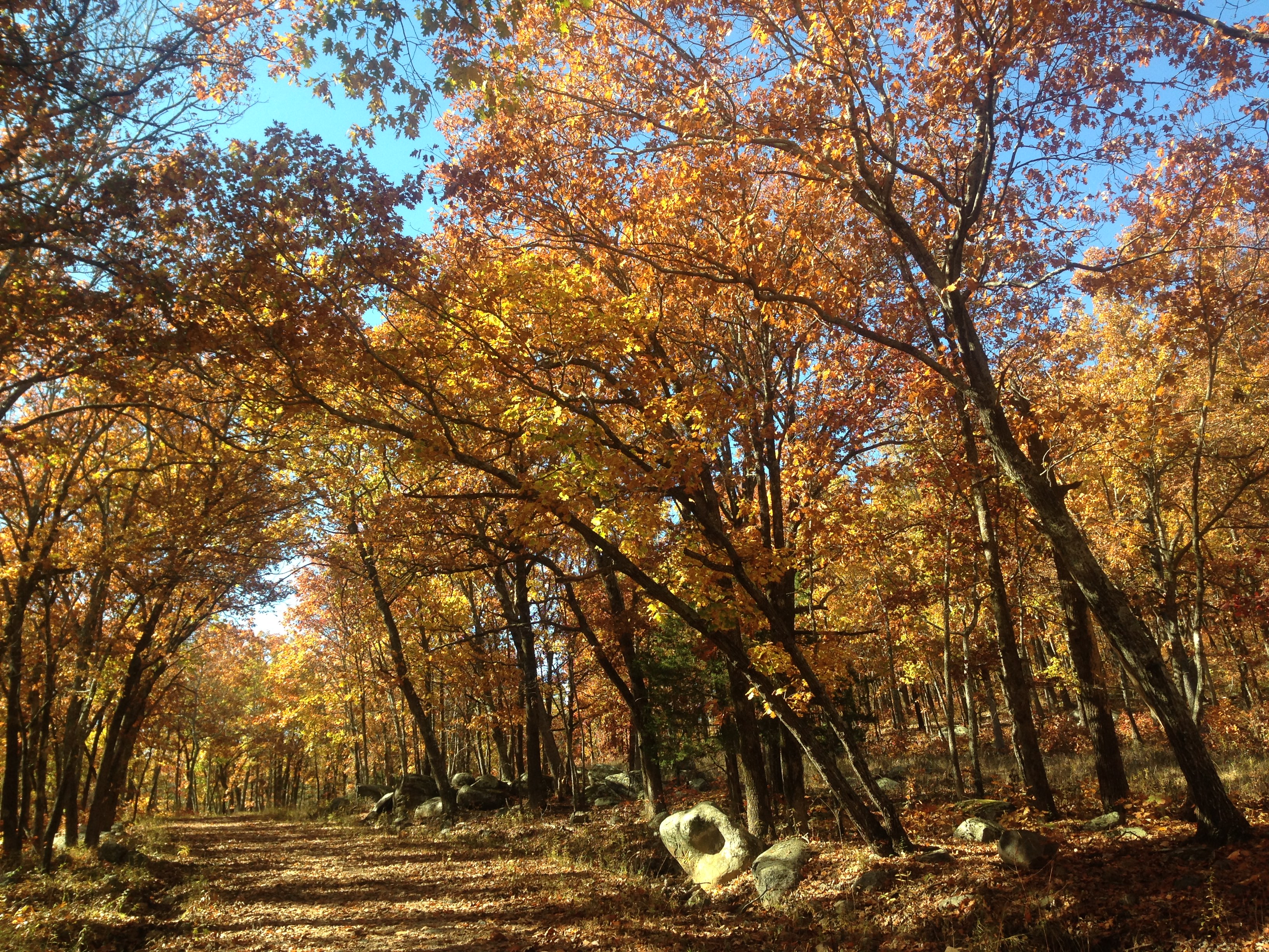 Trees displaying red, orange and yellow fall color along a hiking trail.