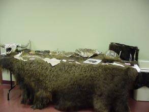 A pelt laid out on a table