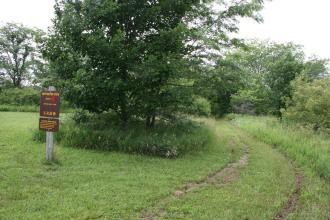 A grassy trail