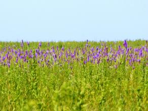 Prairie Grass