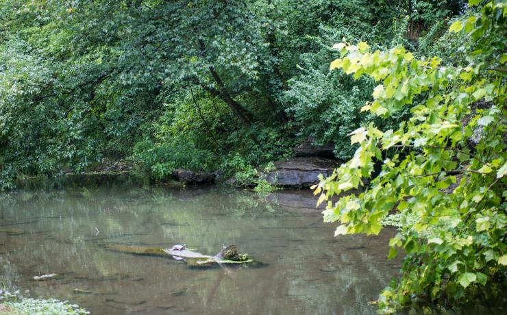 A body of water with a log in the middle and trees on all sides