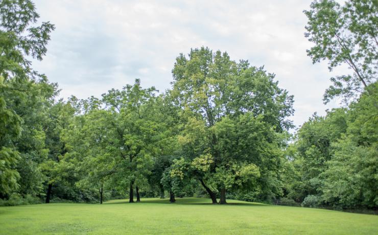 Trees in a grassy field
