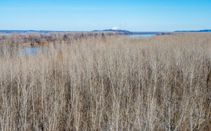 A field of prairie grass