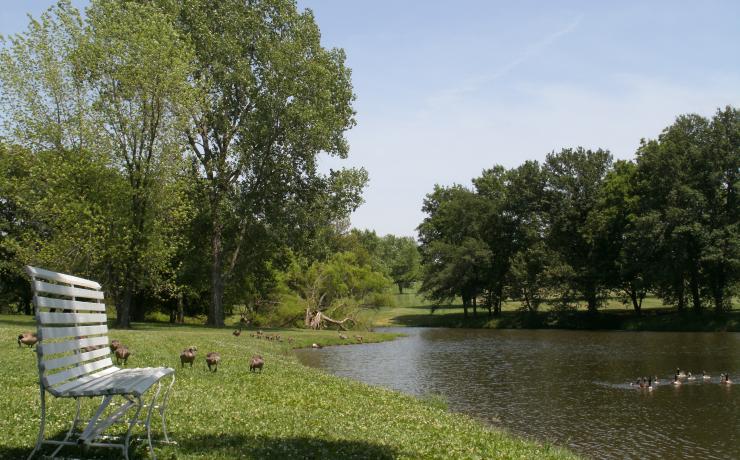 A white bench next to a lake with geese on it