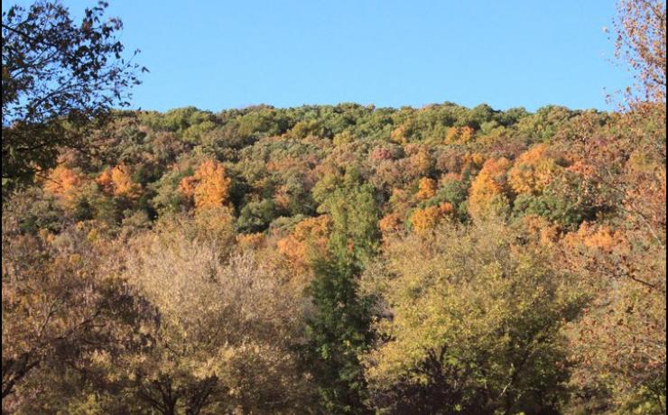 Aerial view of the woods