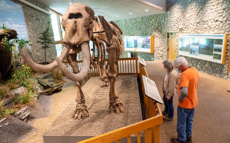 People gathered around a mastodon fossil